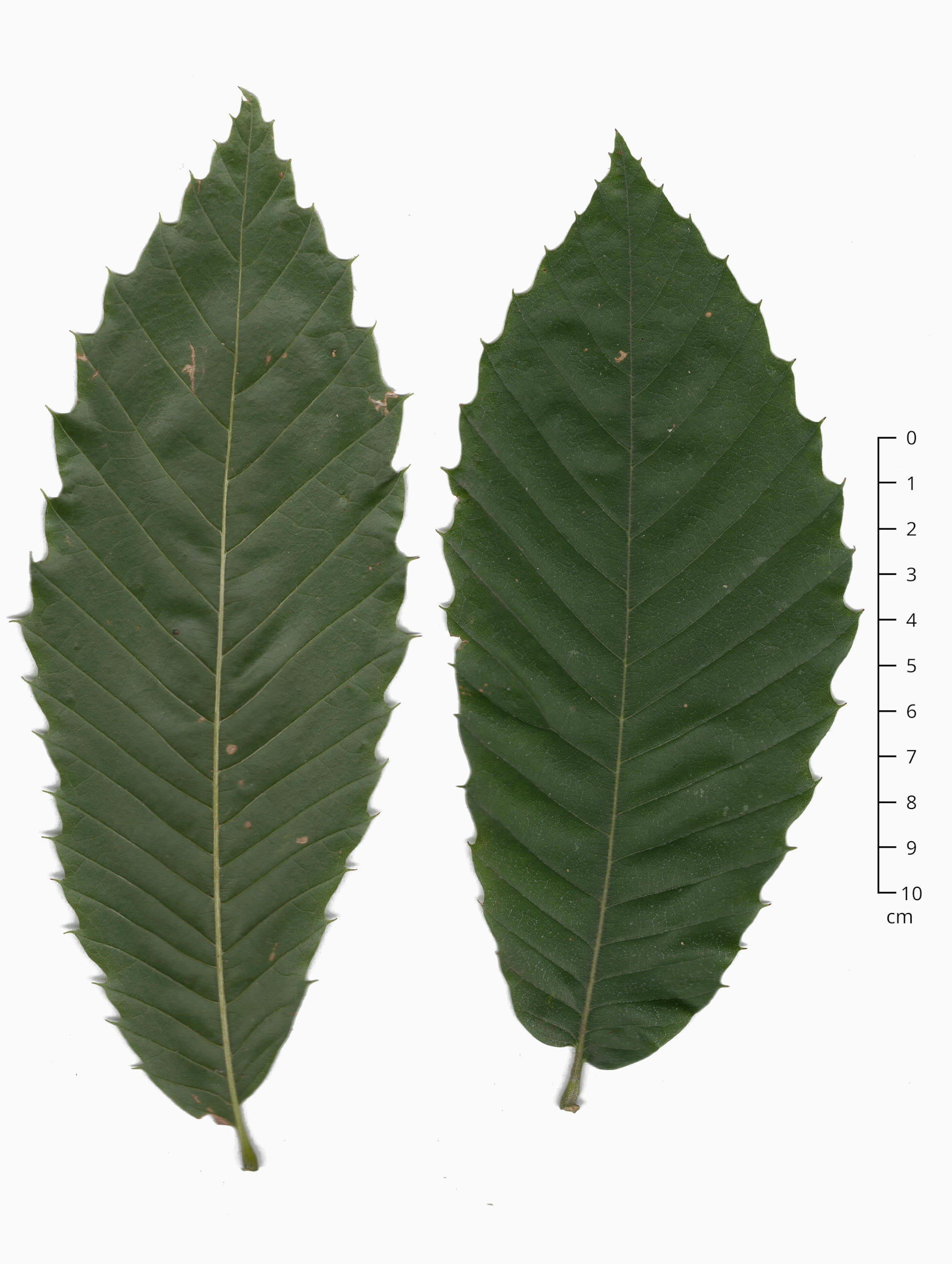 img/castanea-sativa-7.webp