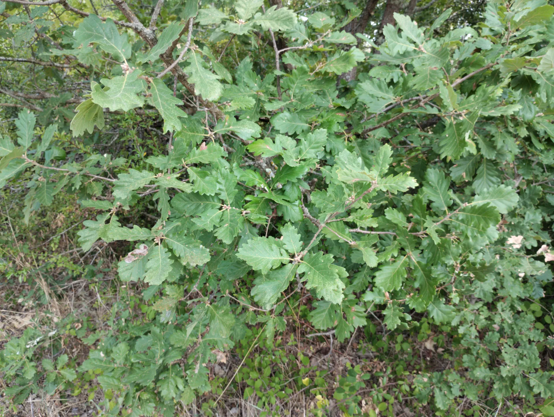 img/quercus-pubescens-10.webp