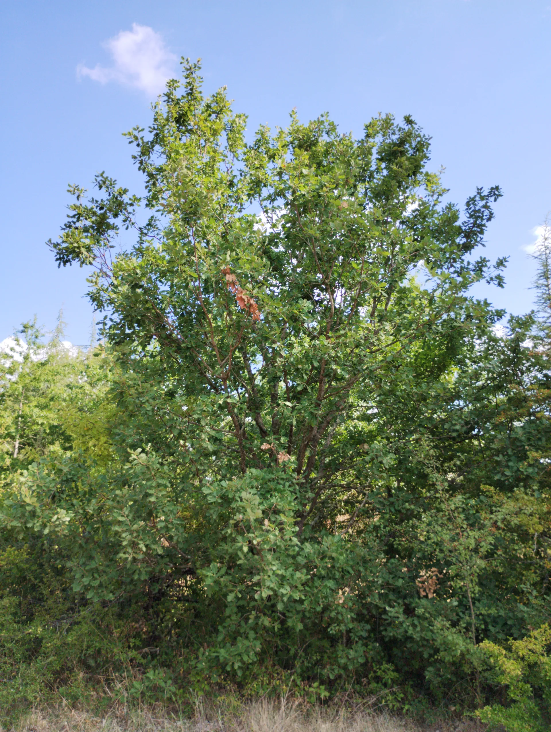 img/quercus-pubescens-12.webp