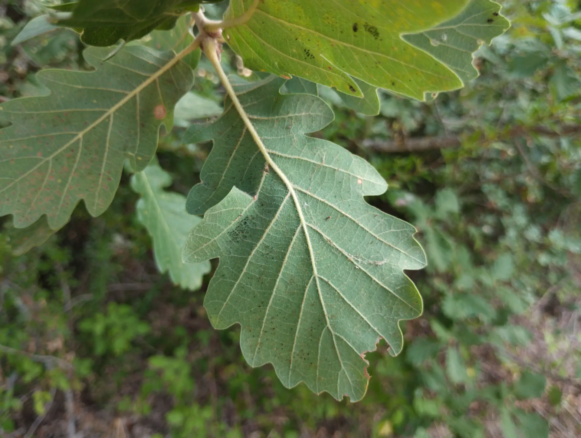 img/quercus-pubescens-14.webp
