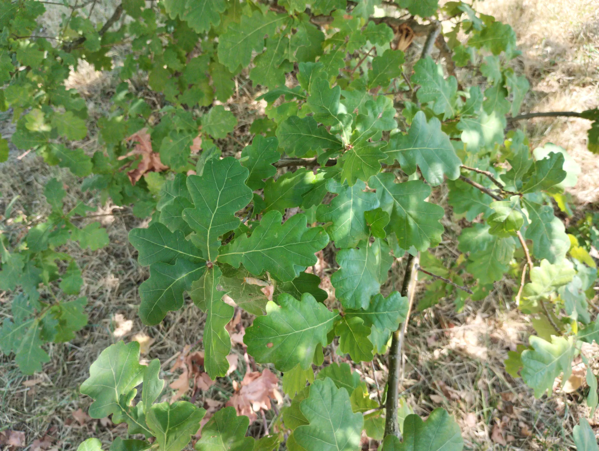 img/quercus-robur-6.webp