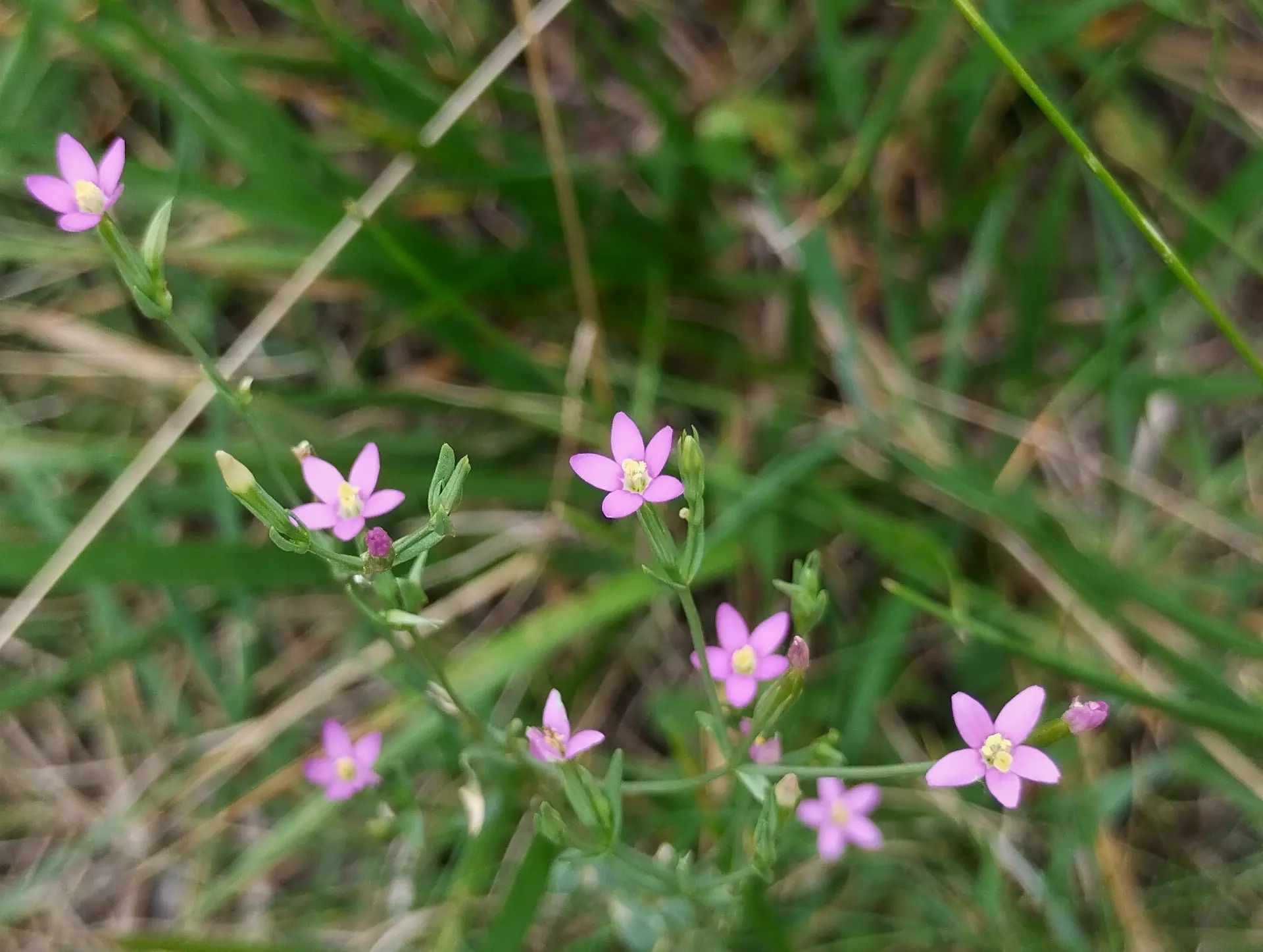 img/centaurium-pulchellum-2.webp
