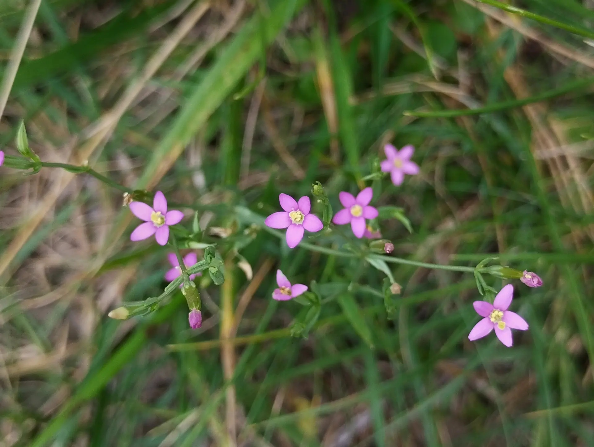 img/centaurium-pulchellum.webp