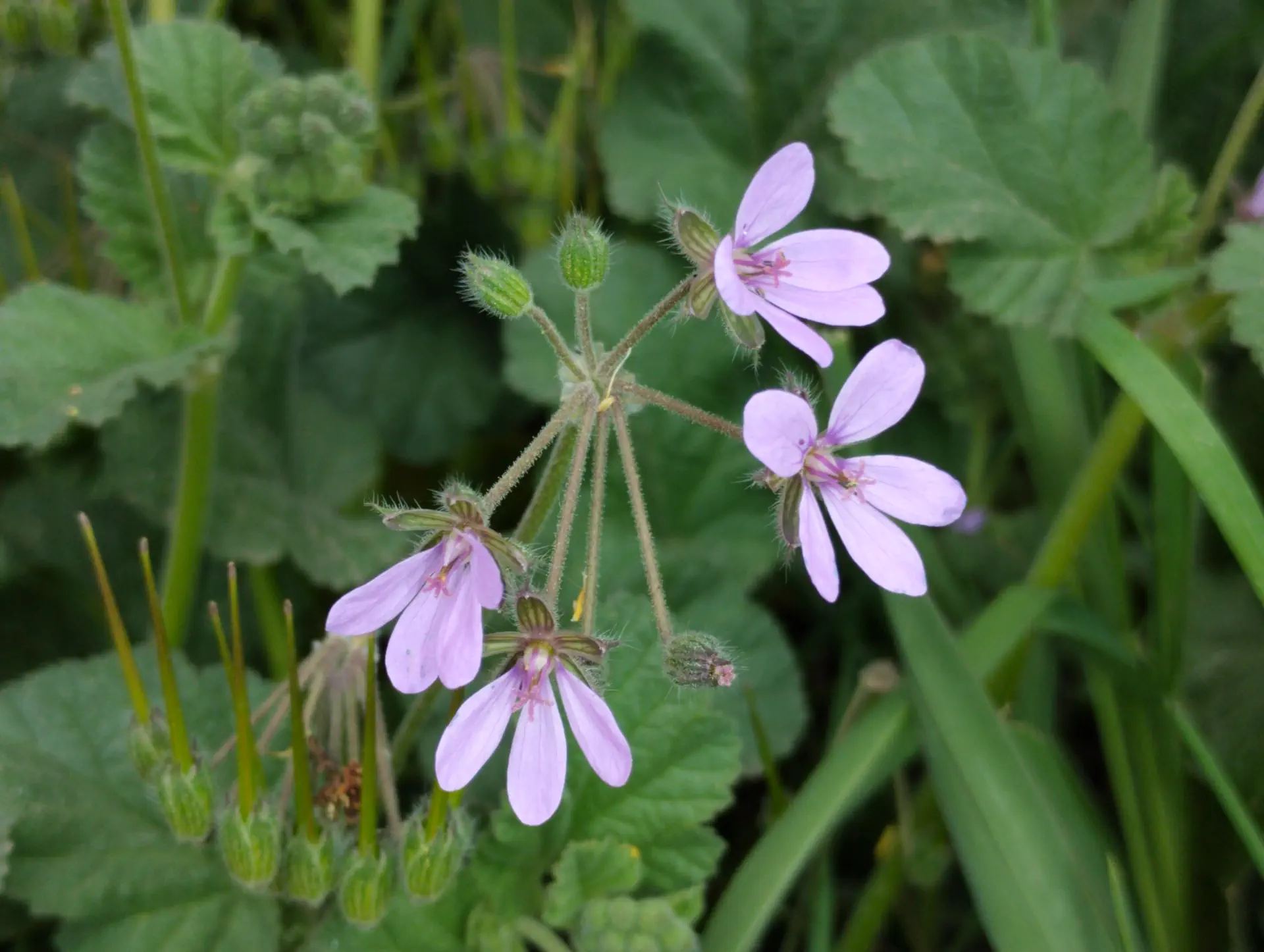 img/erodium-malacoides-2.webp