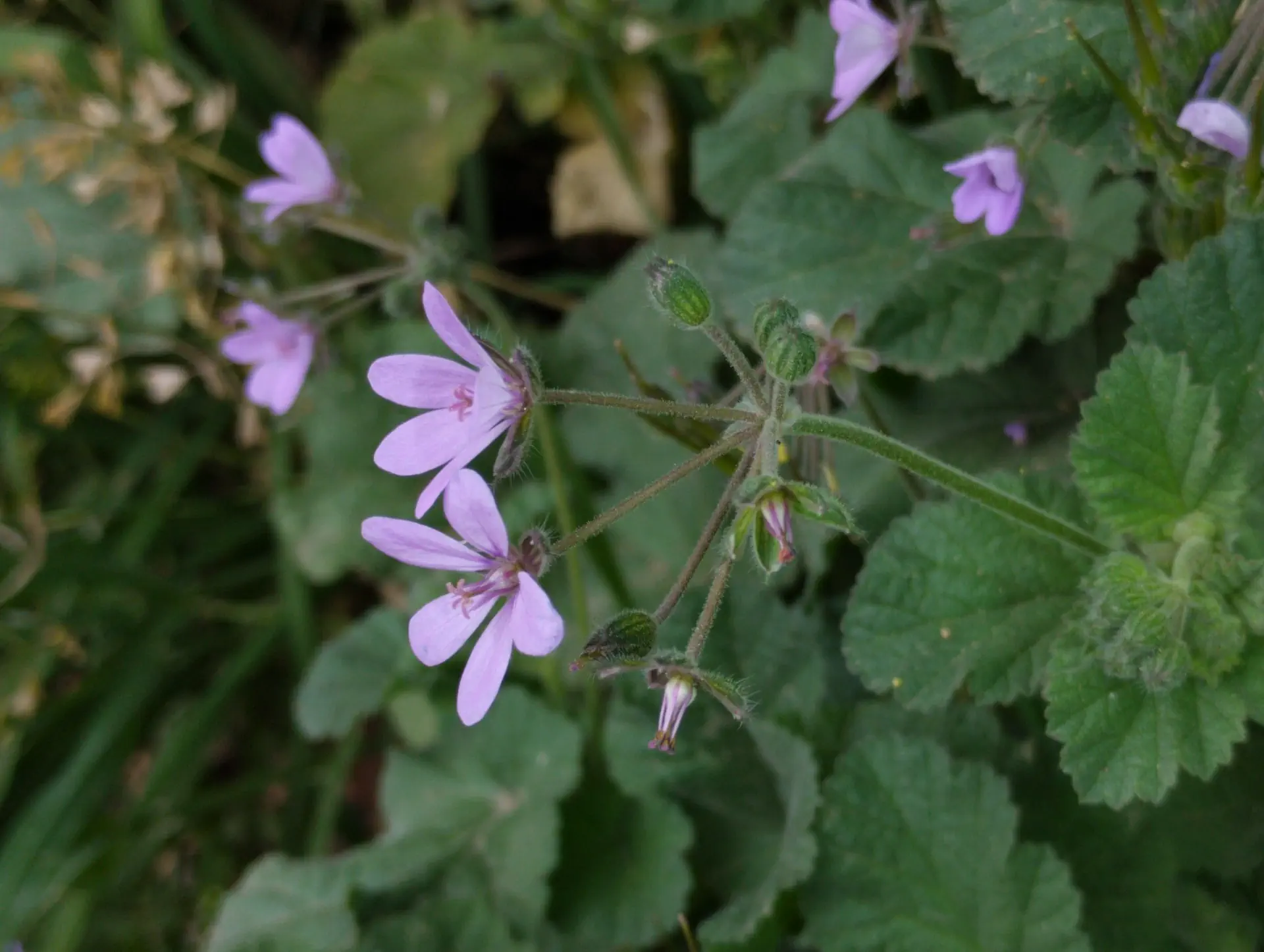 img/erodium-malacoides-3.webp