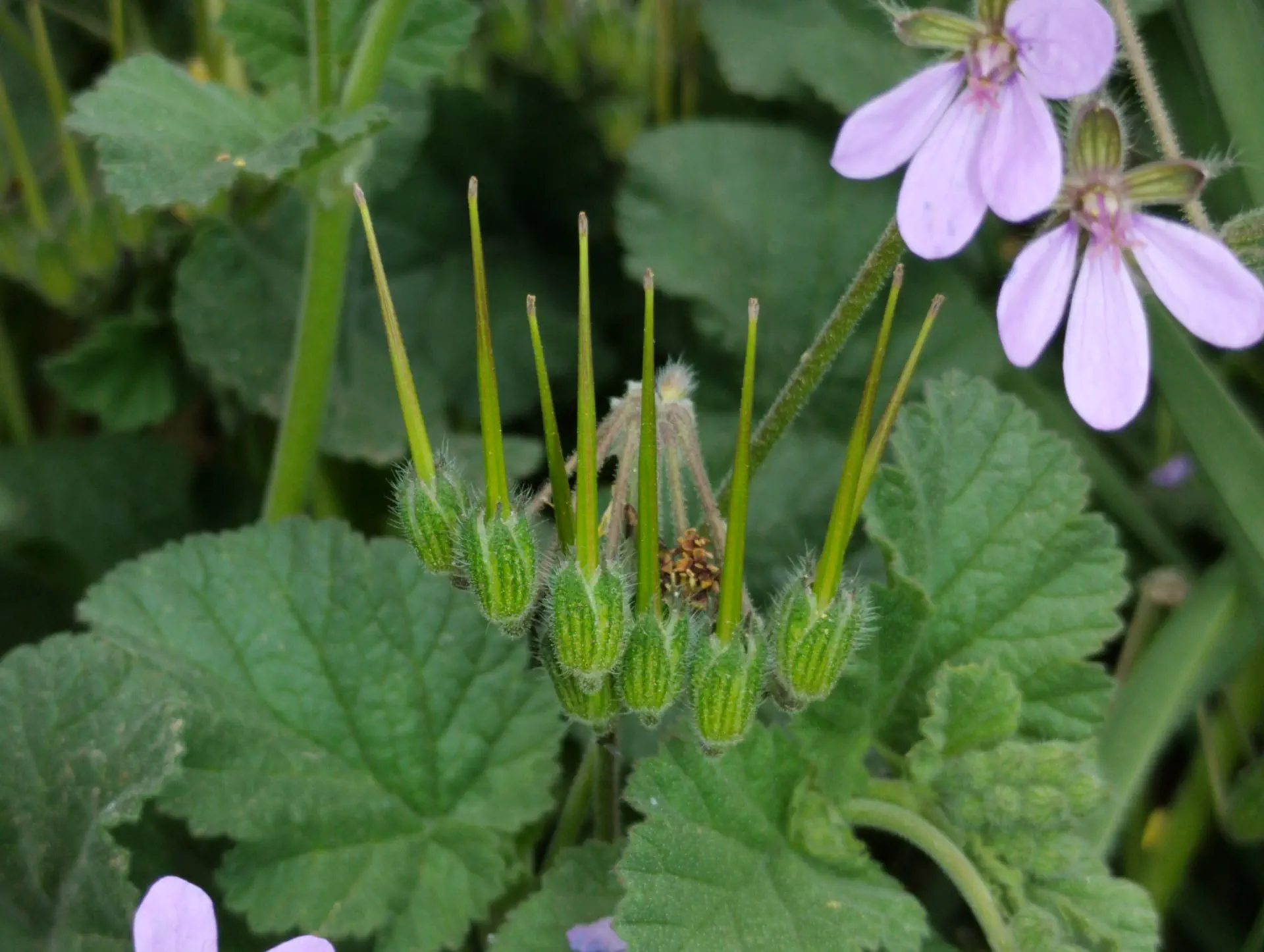 img/erodium-malacoides-4.webp