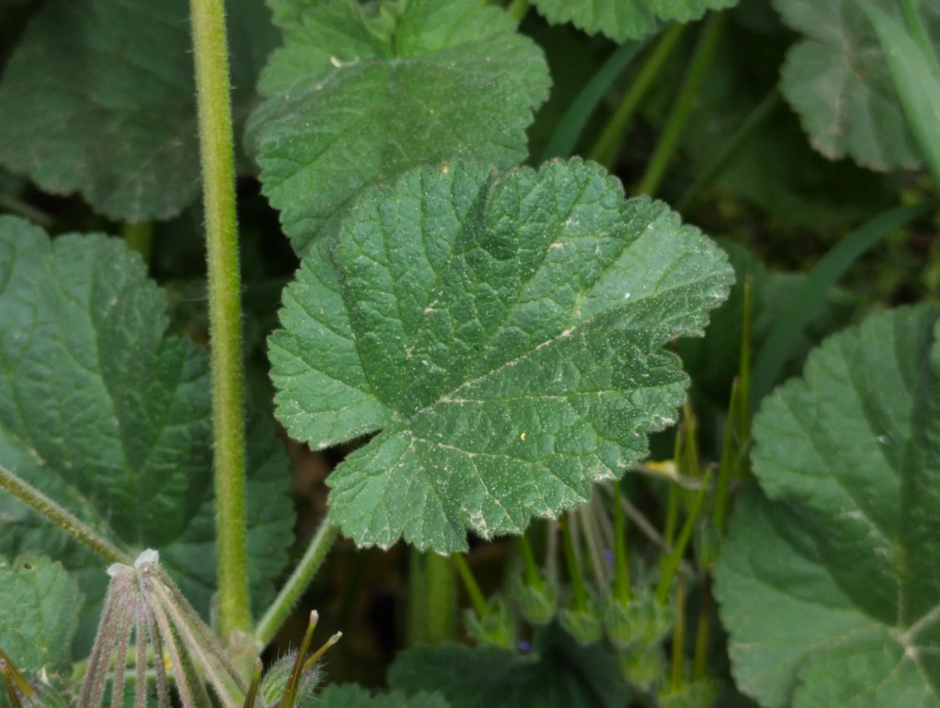 img/erodium-malacoides-5.webp