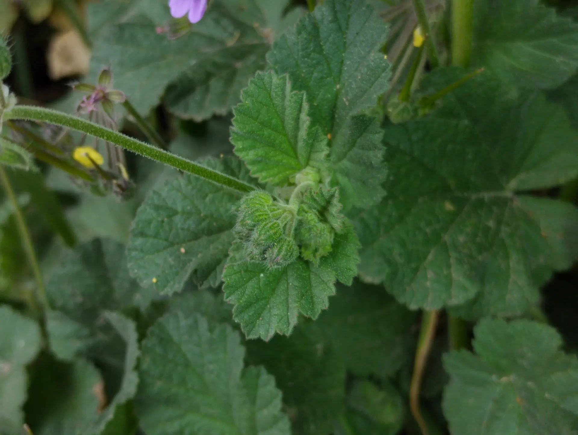 img/erodium-malacoides-6.webp
