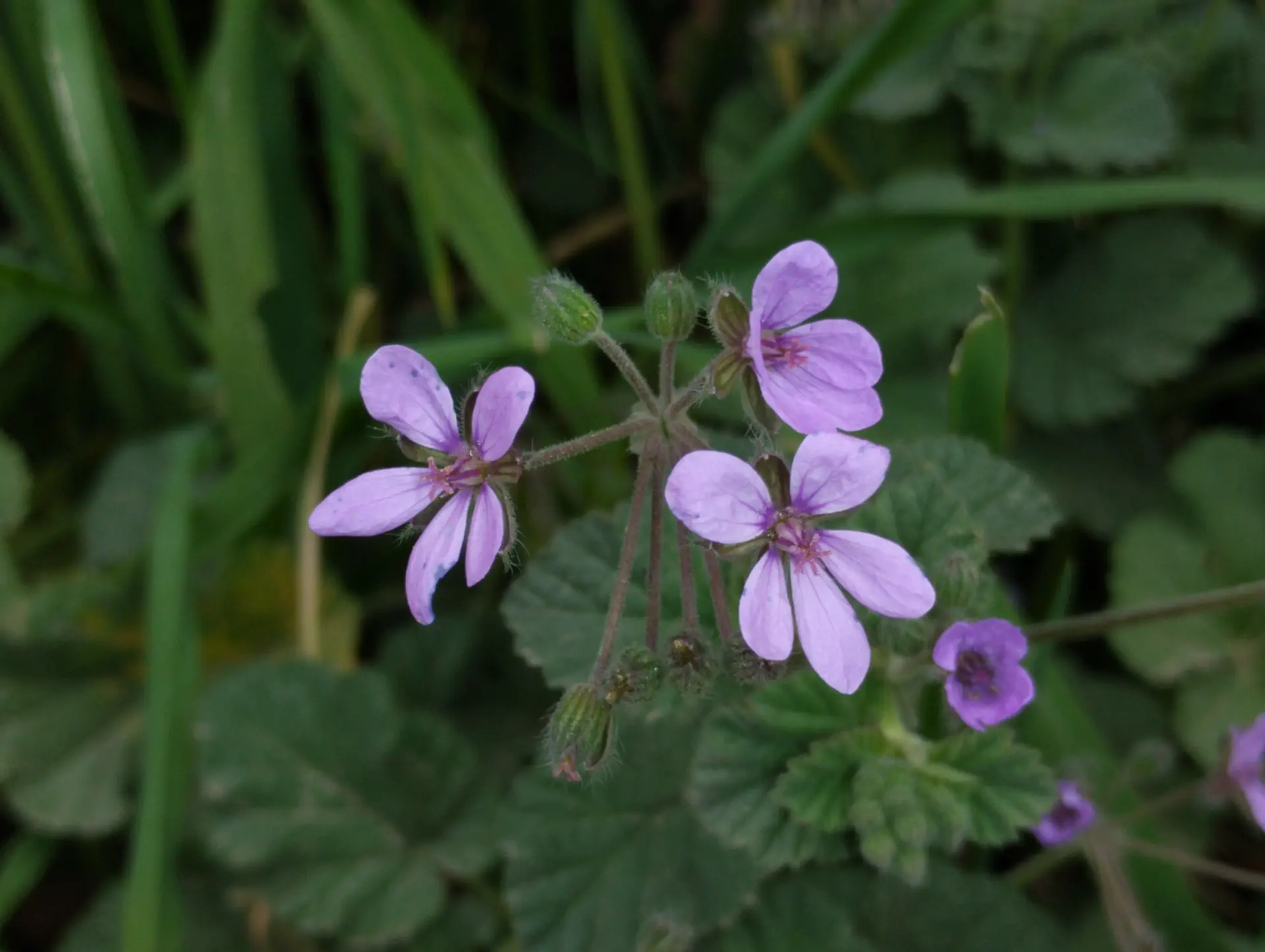 img/erodium-malacoides.webp