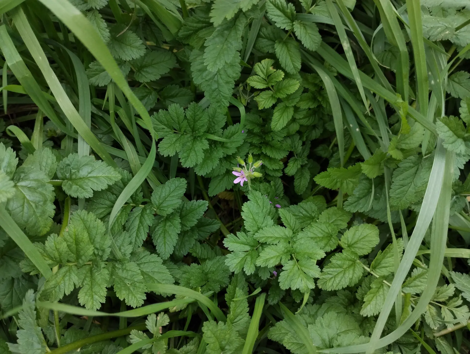 img/erodium-moschatum-2.webp