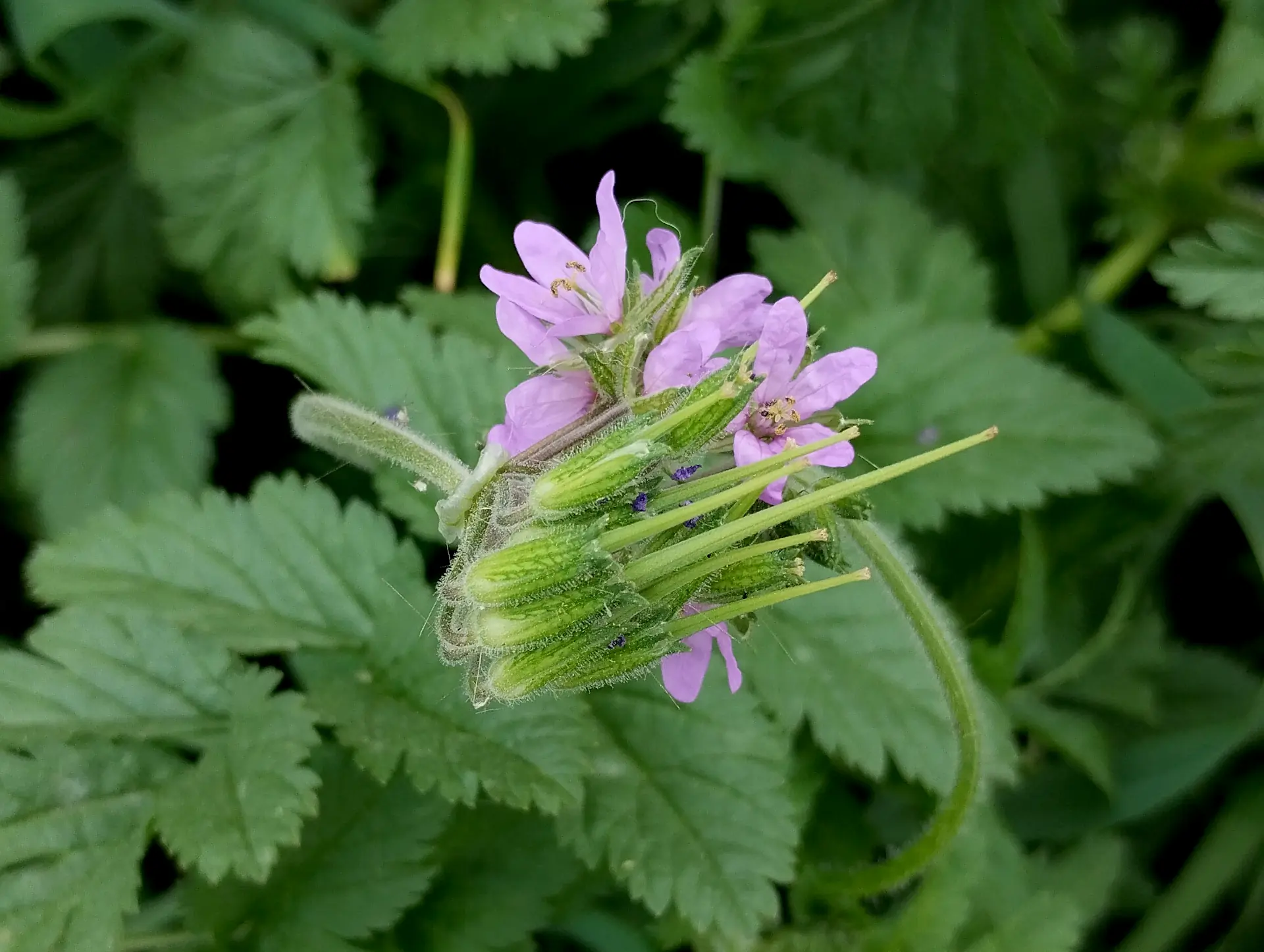 img/erodium-moschatum-3.webp