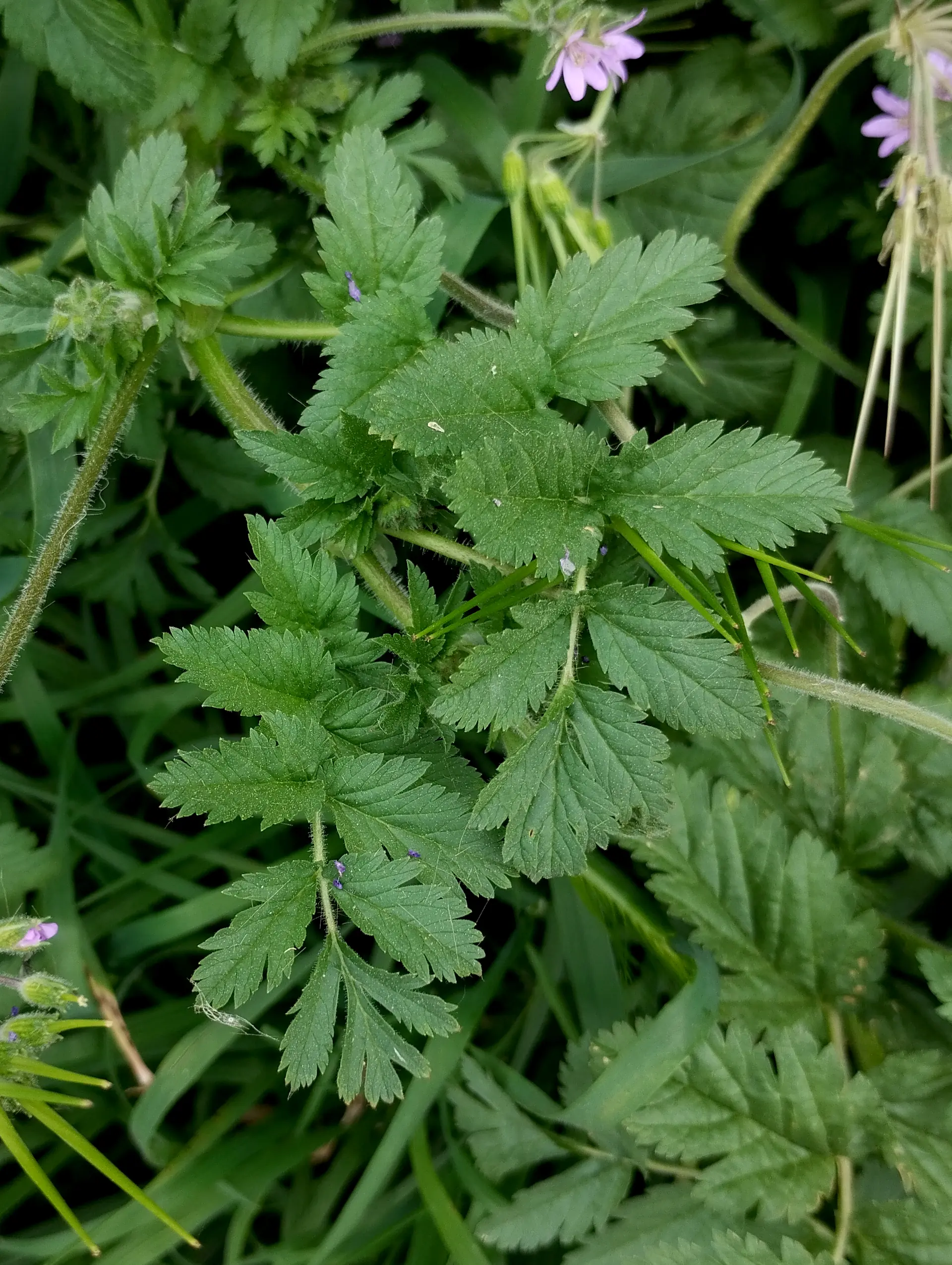 img/erodium-moschatum-4.webp