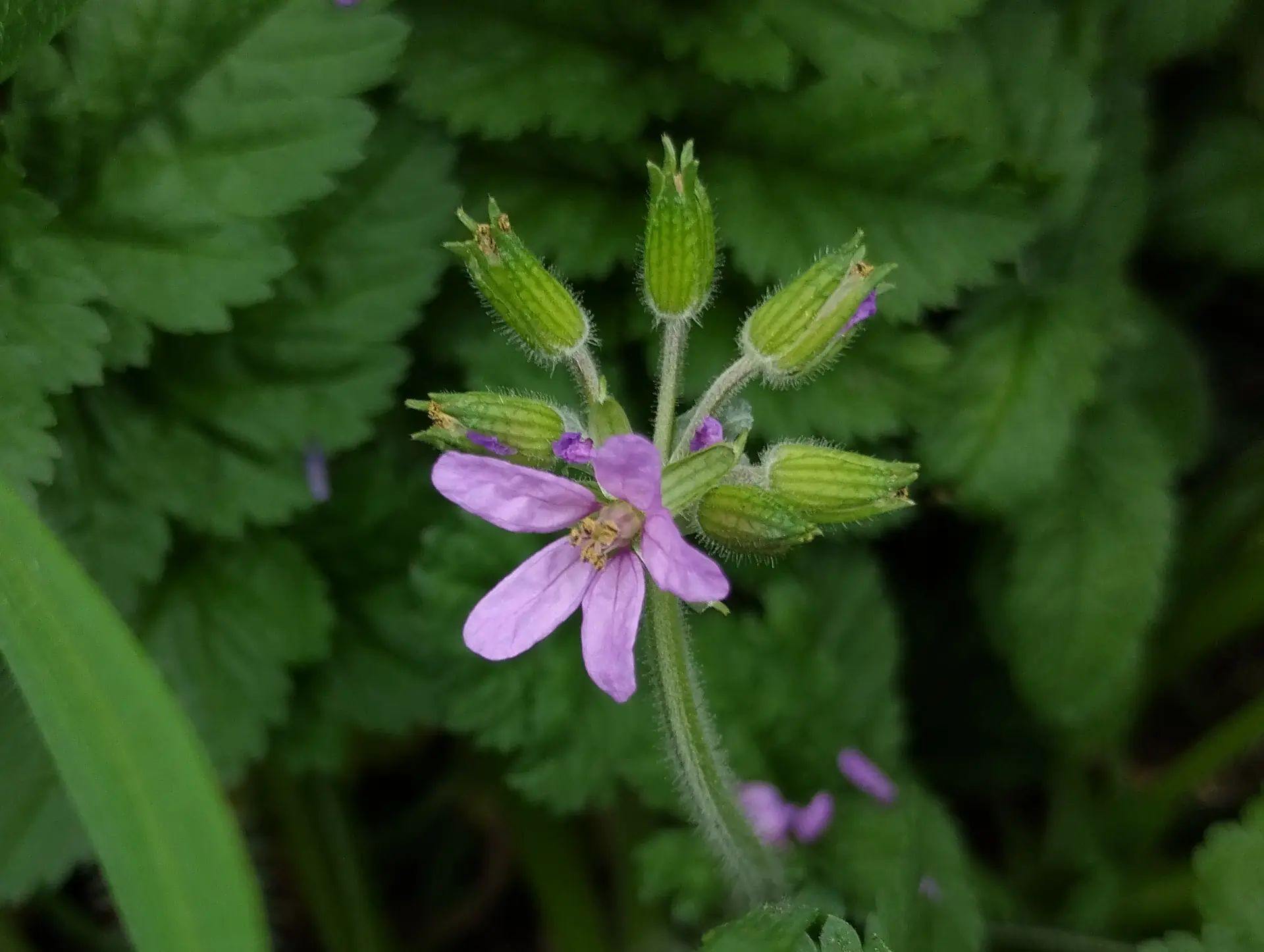 img/erodium-moschatum.webp