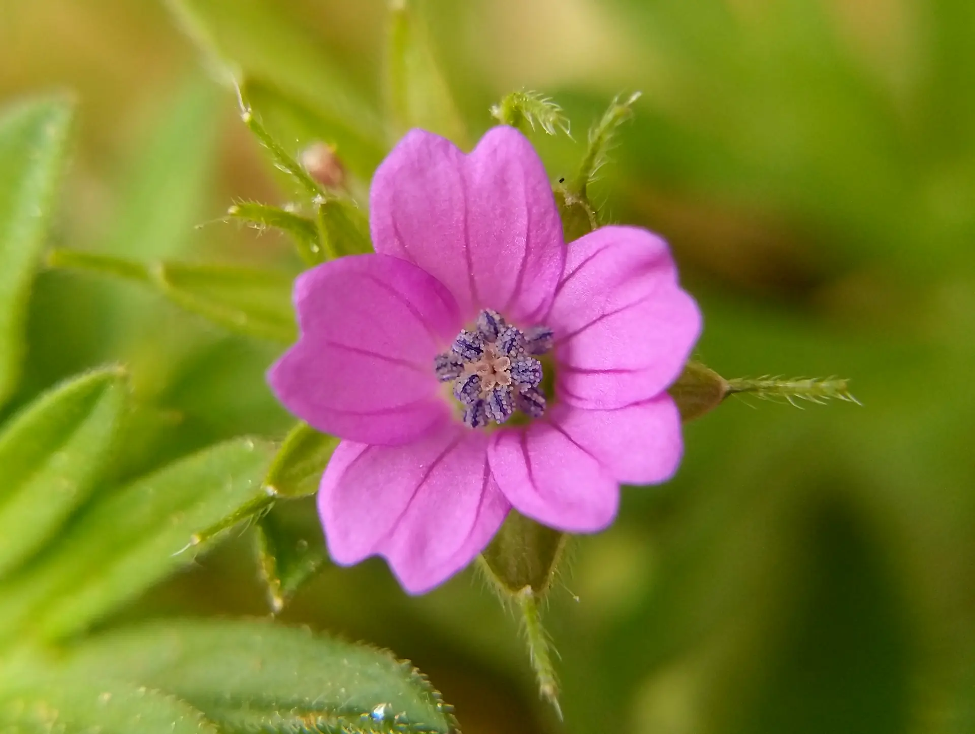 img/geranium-dissectum-3.webp