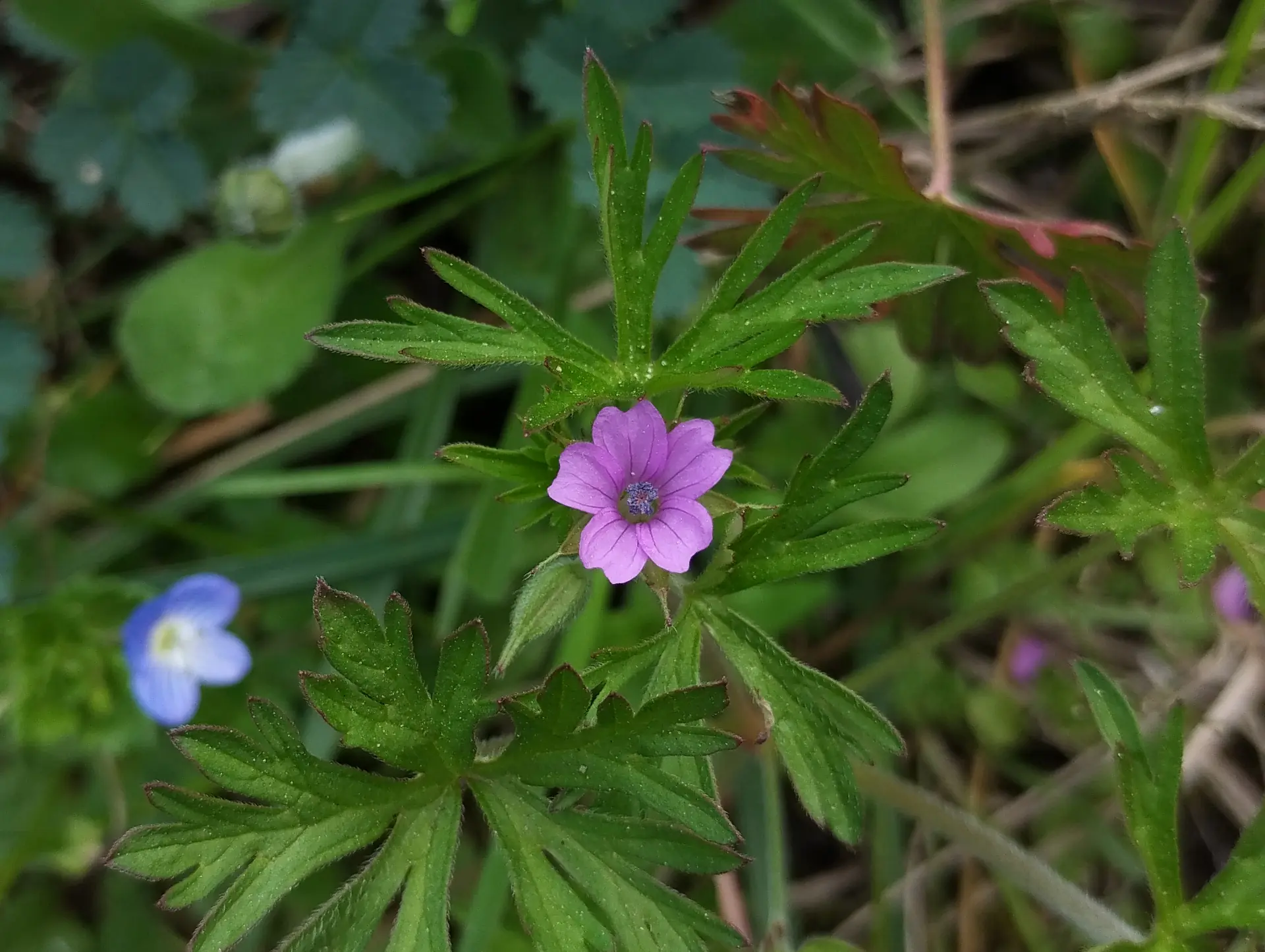 img/geranium-dissectum.webp