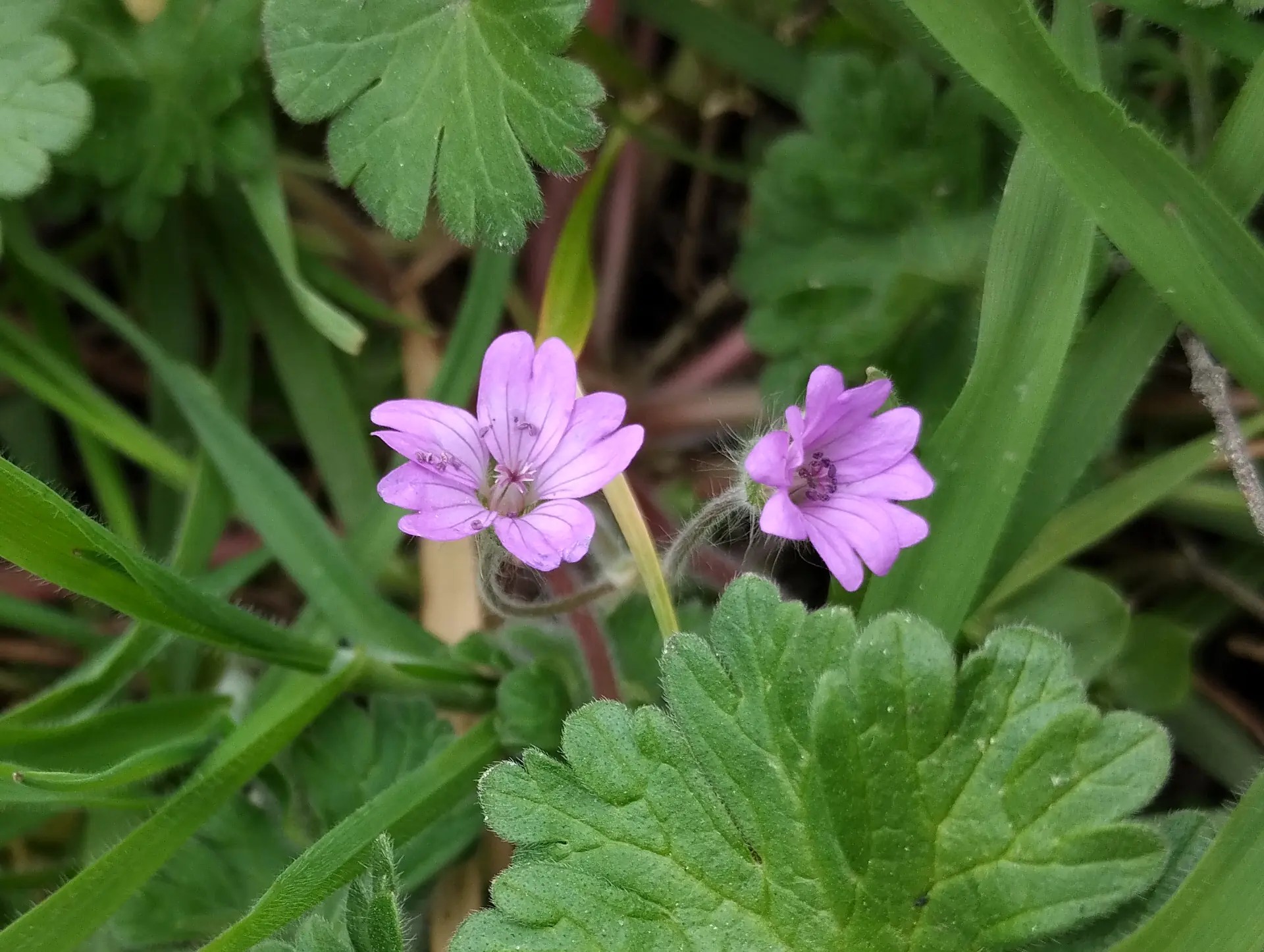 img/geranium-molle.webp