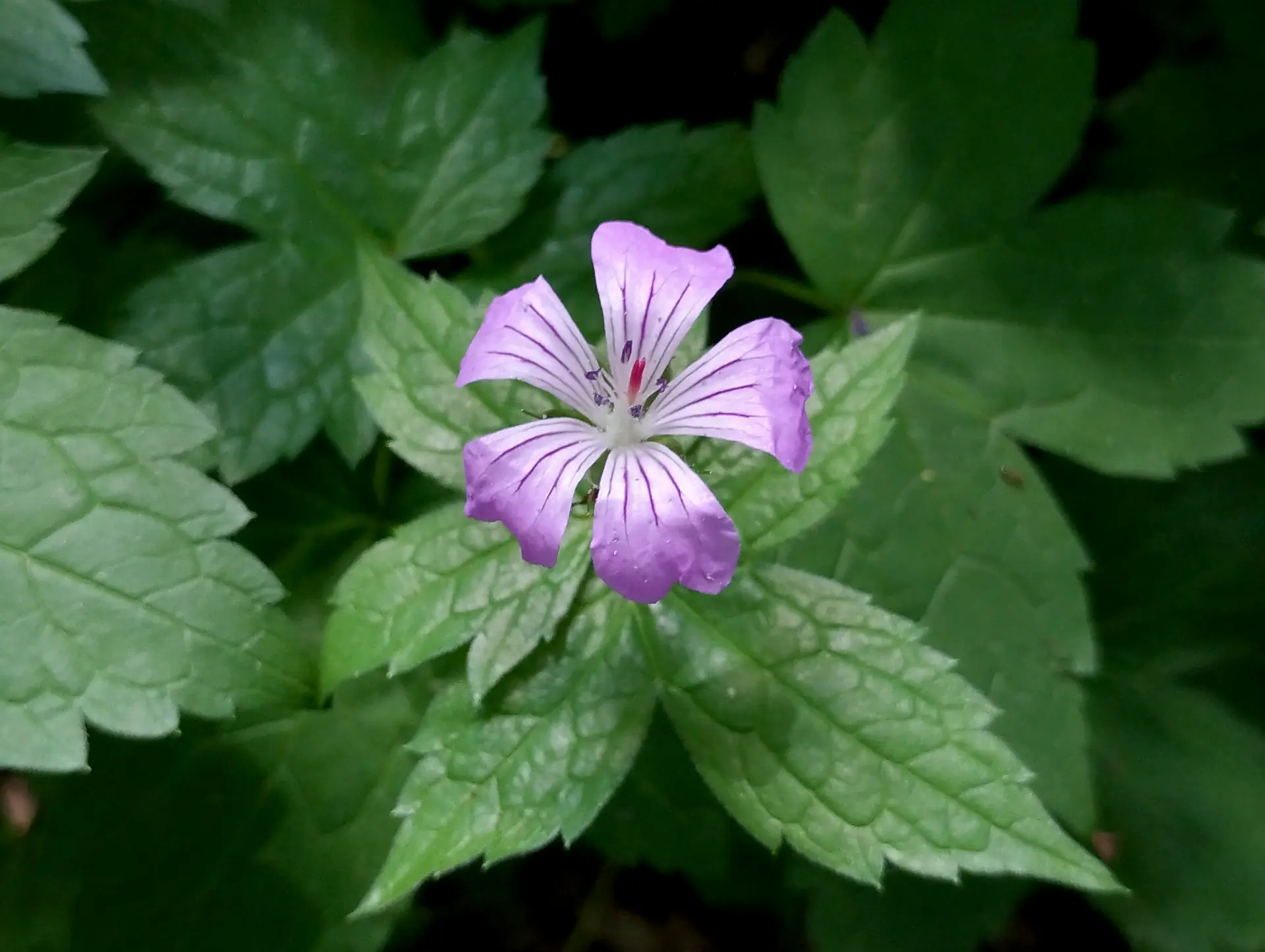 img/geranium-nodosum-2.webp