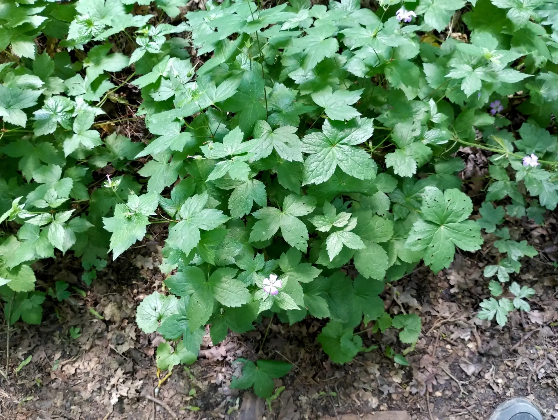 img/geranium-nodosum-3.webp
