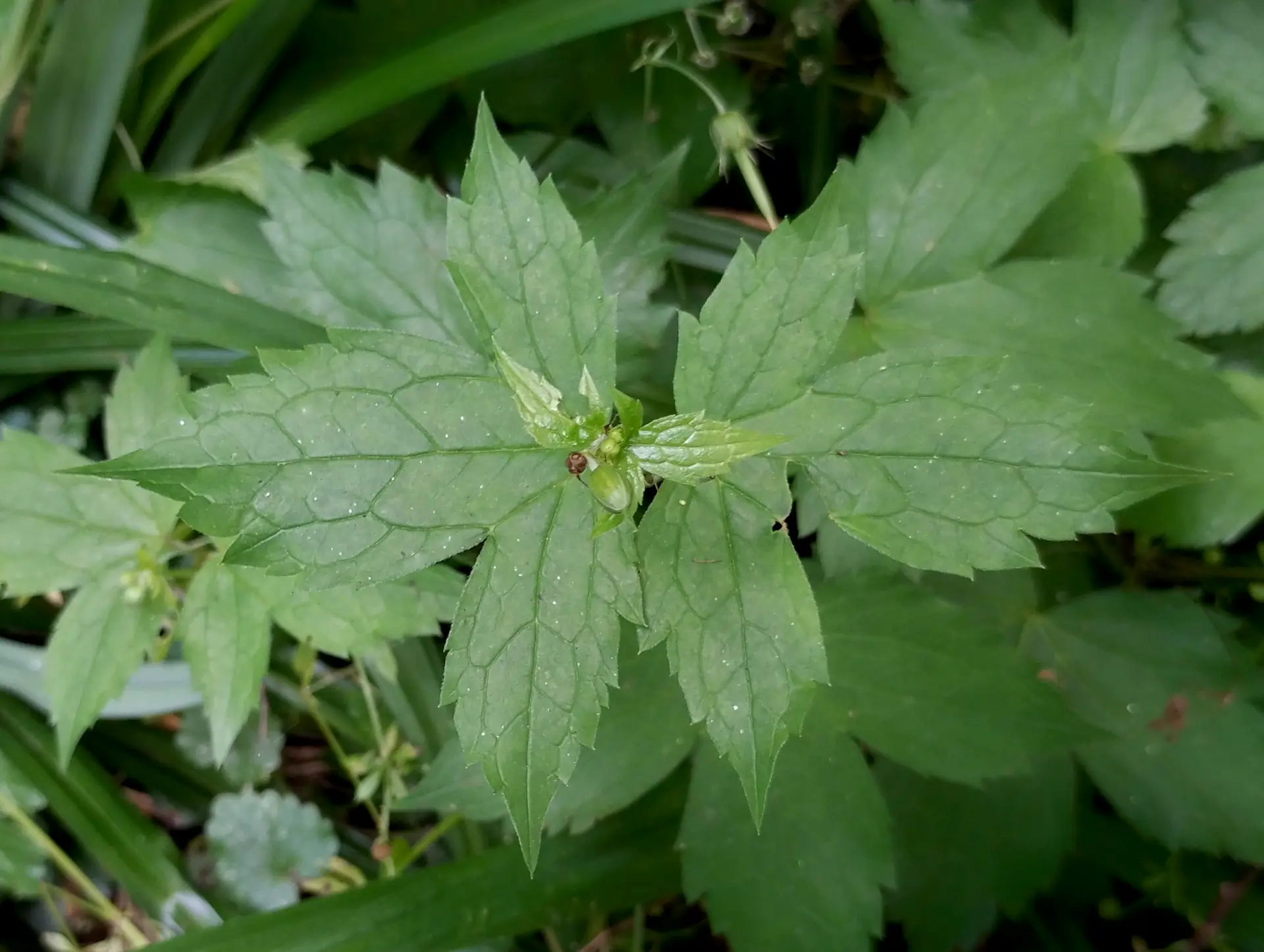 img/geranium-nodosum-4.webp