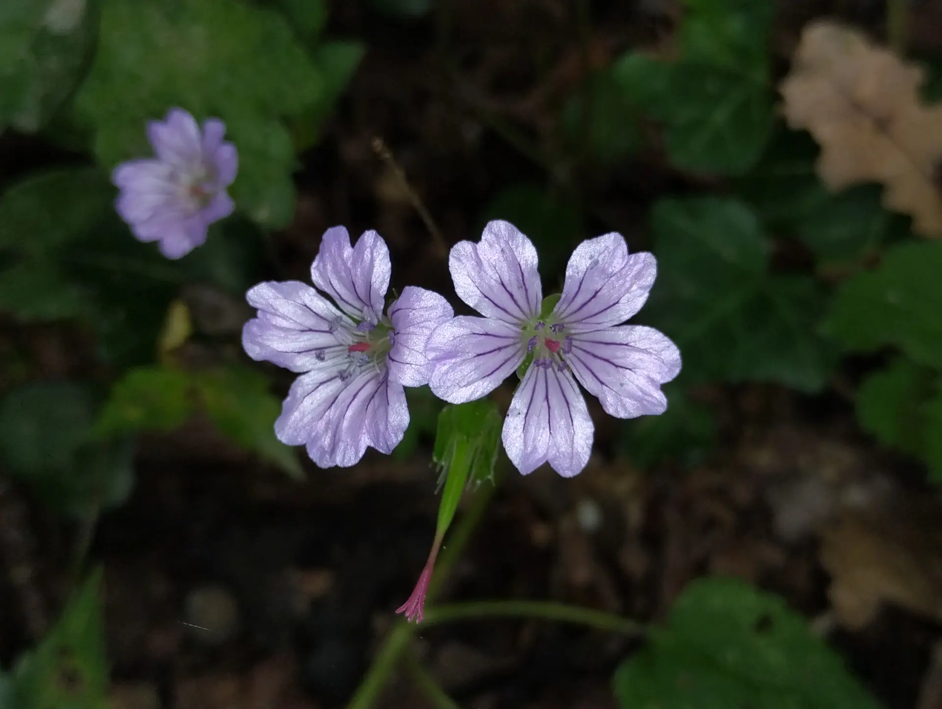 img/geranium-nodosum-6.webp