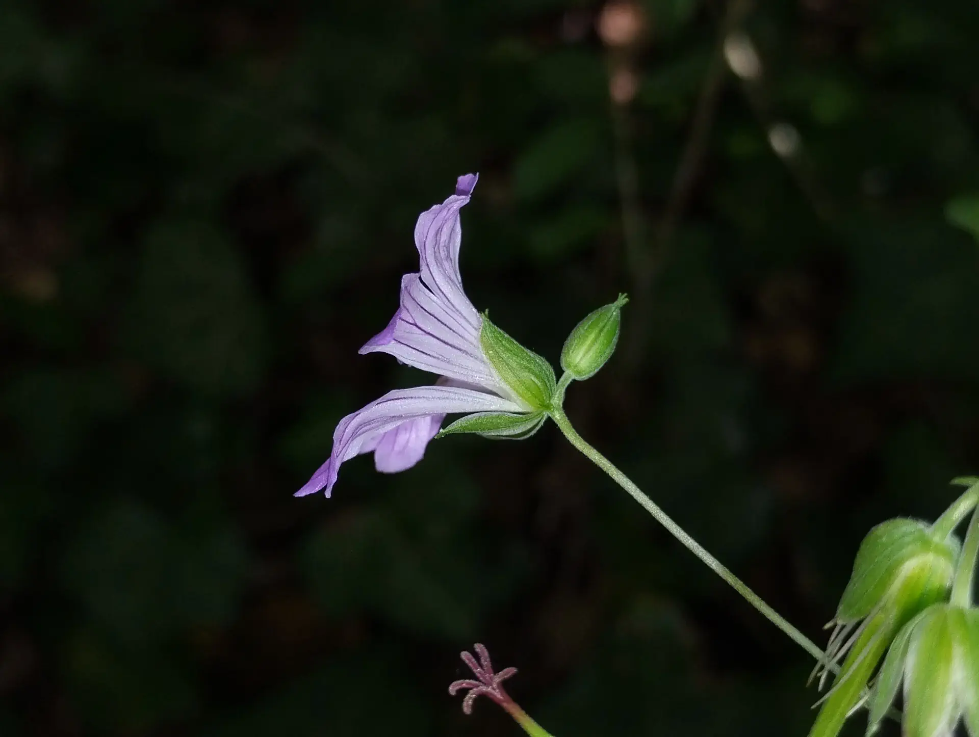 img/geranium-nodosum-7.webp