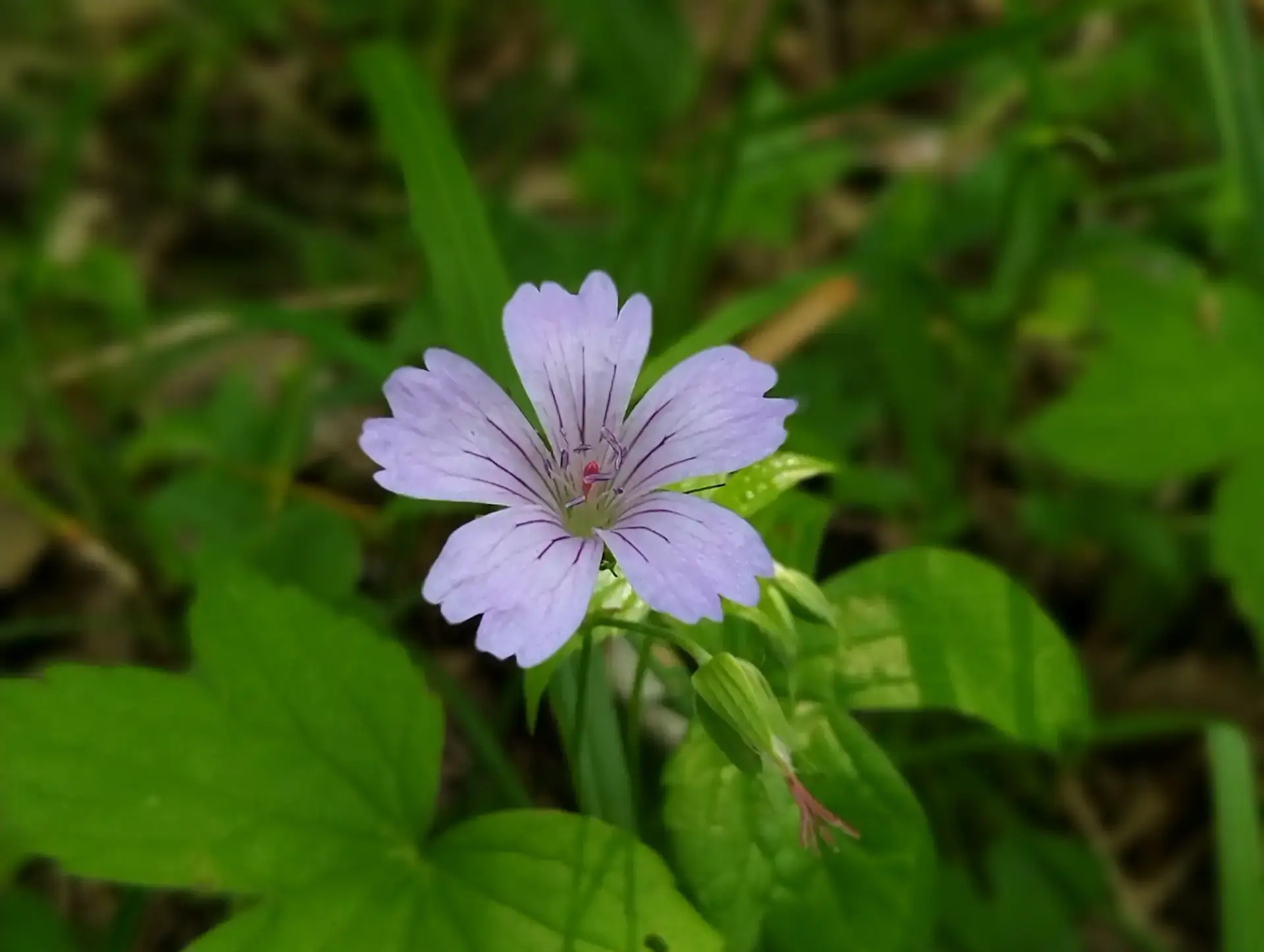 img/geranium-nodosum.webp