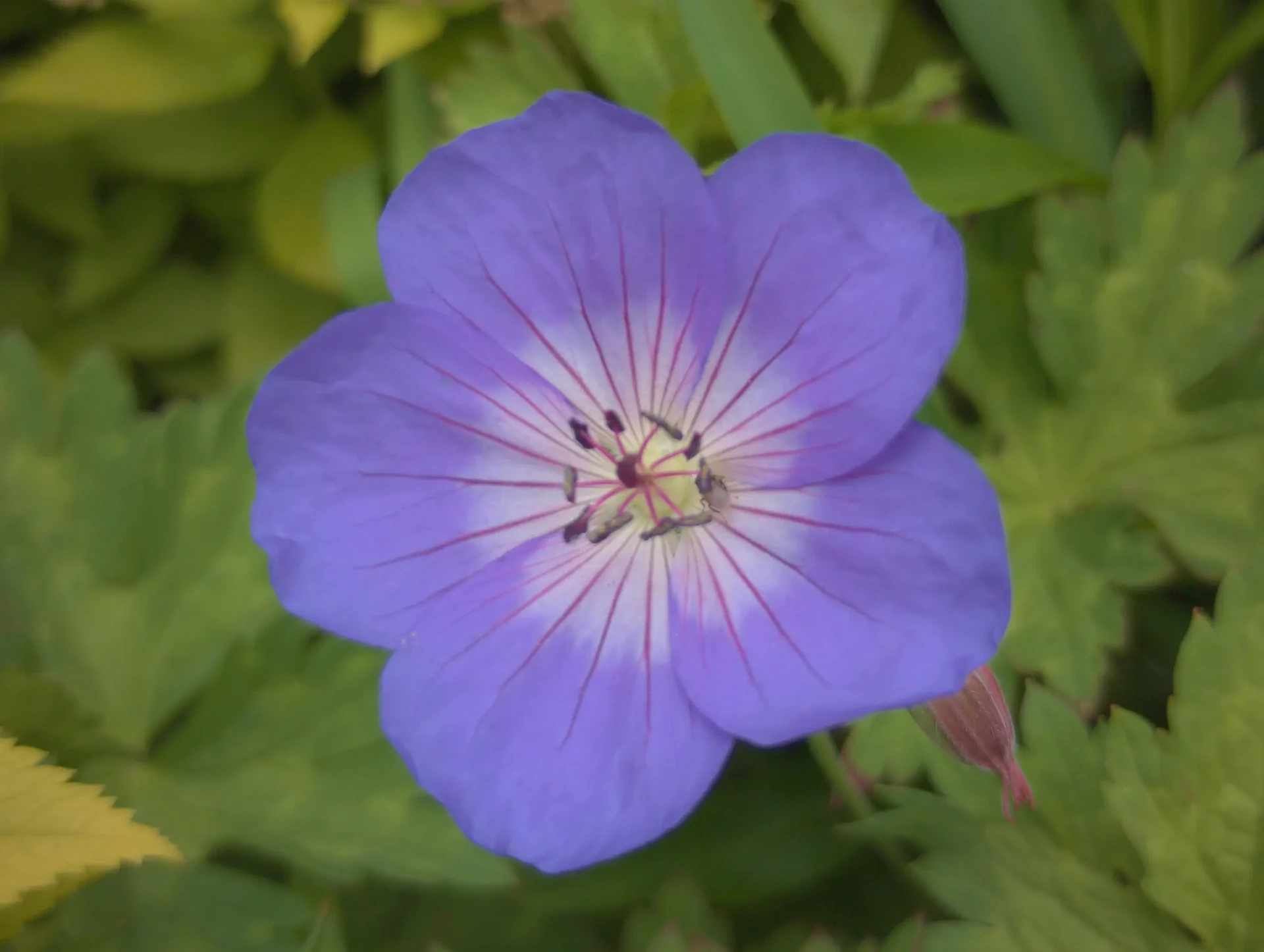 img/geranium-pratense.webp