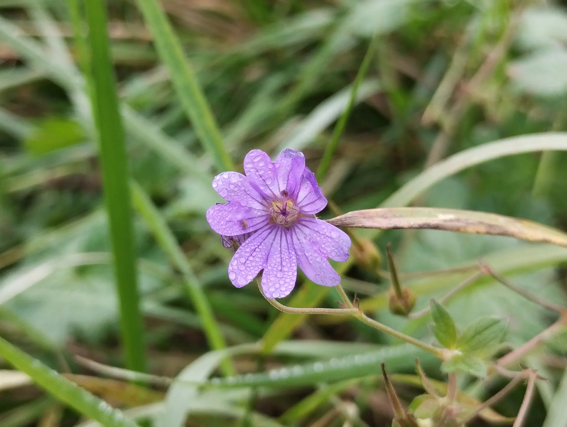 img/geranium-pyrenaicum.webp