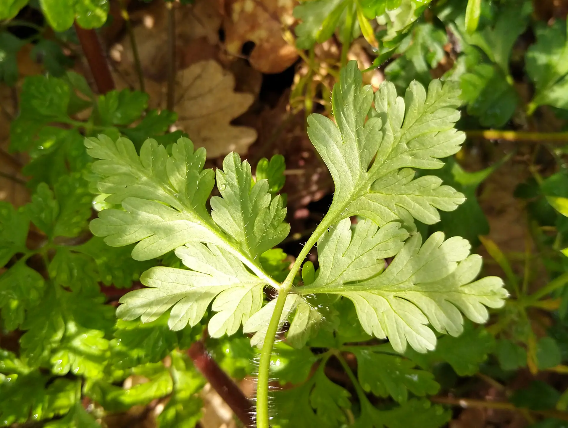 img/geranium-robertianum-7.webp