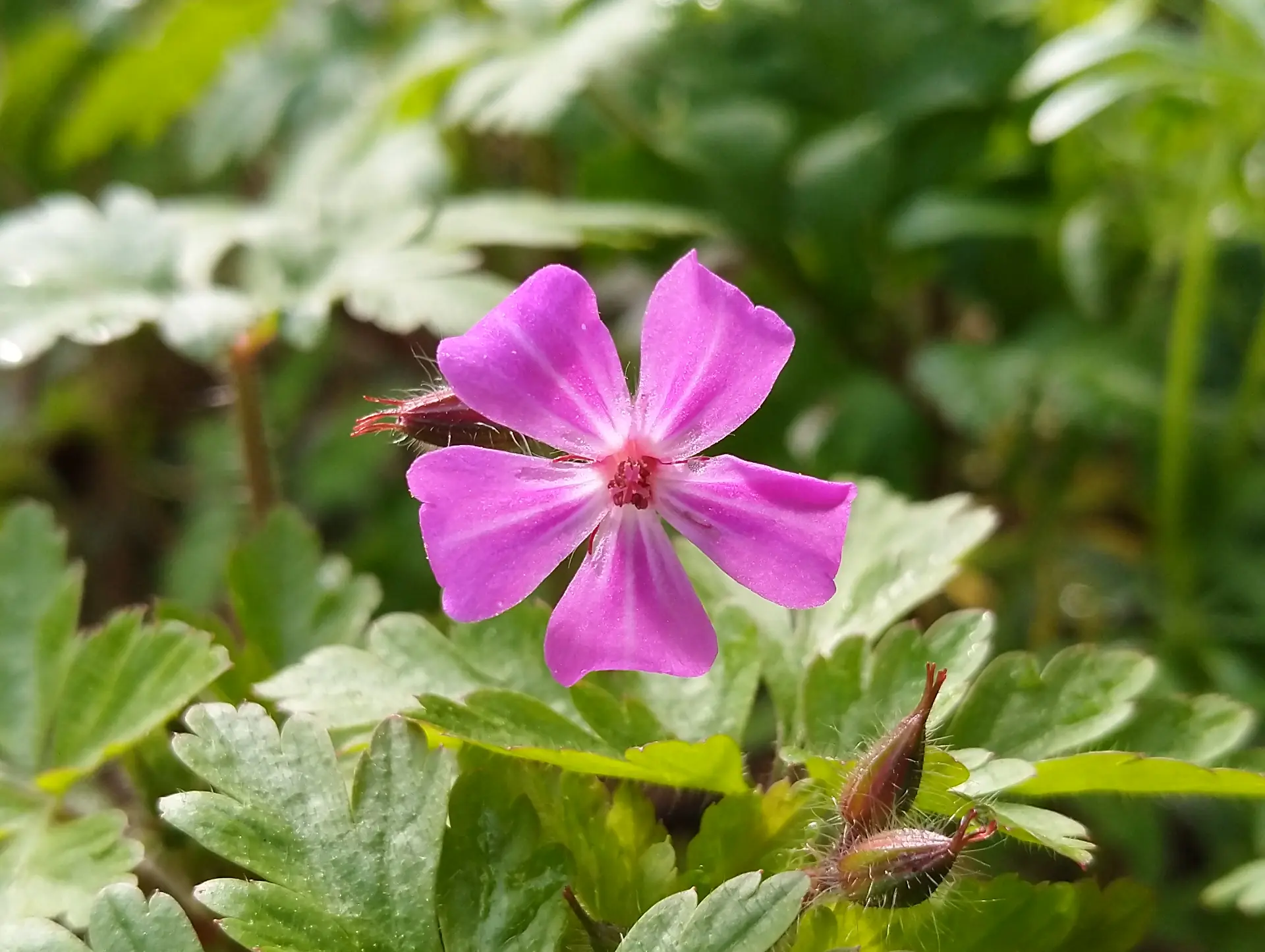 img/geranium-robertianum.webp
