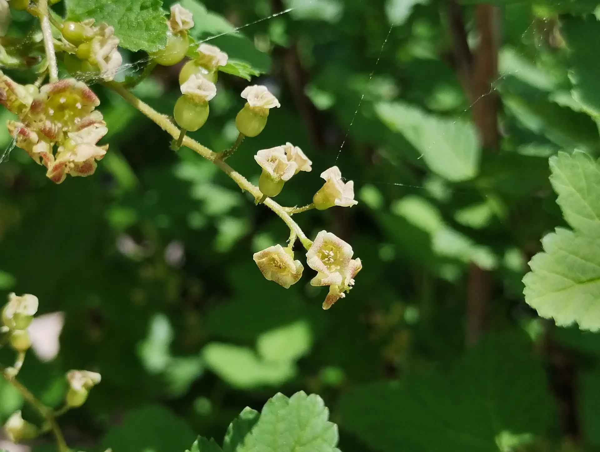 img/ribes-rubrum.webp
