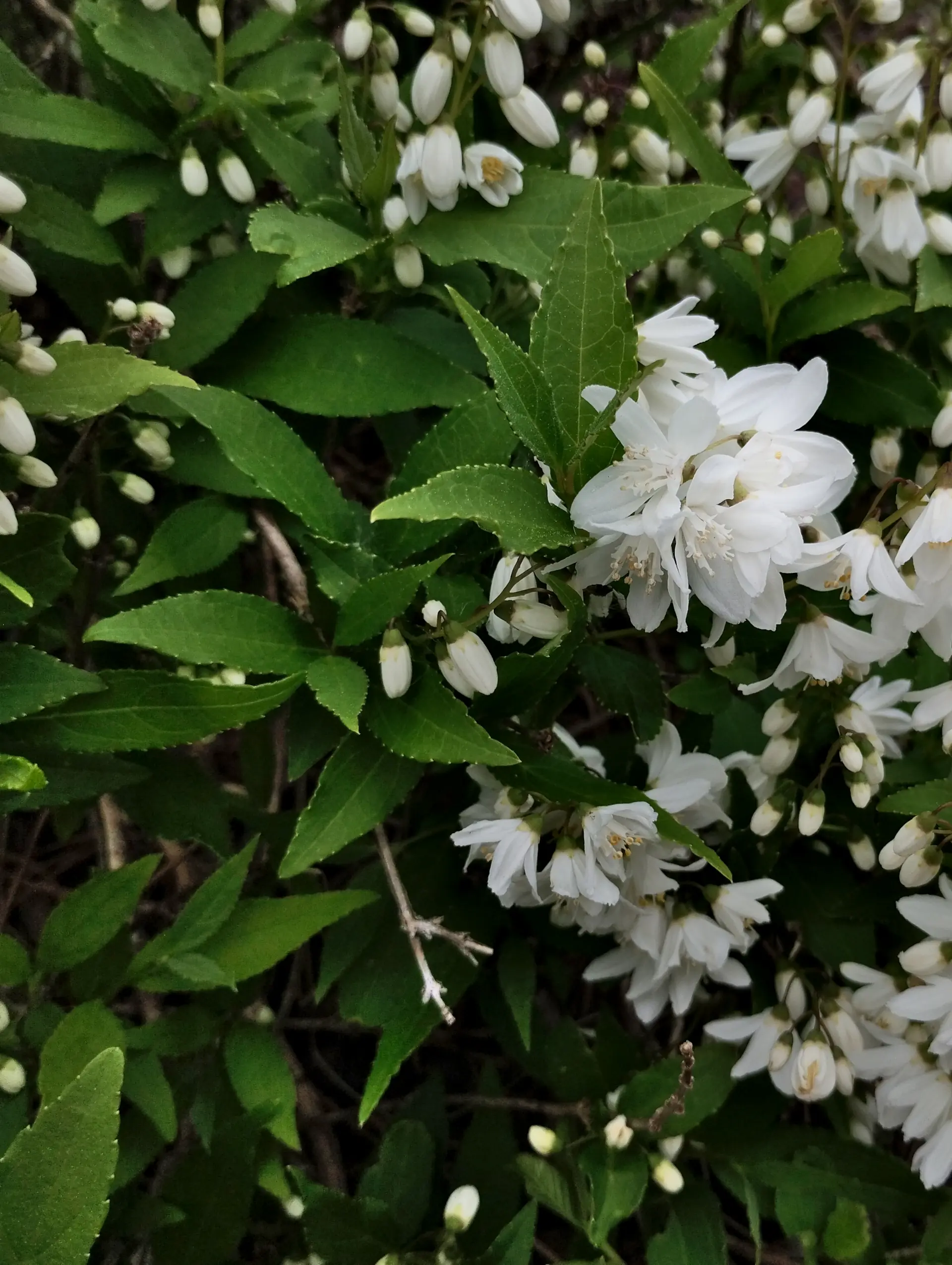 img/deutzia-gracilis-2.webp