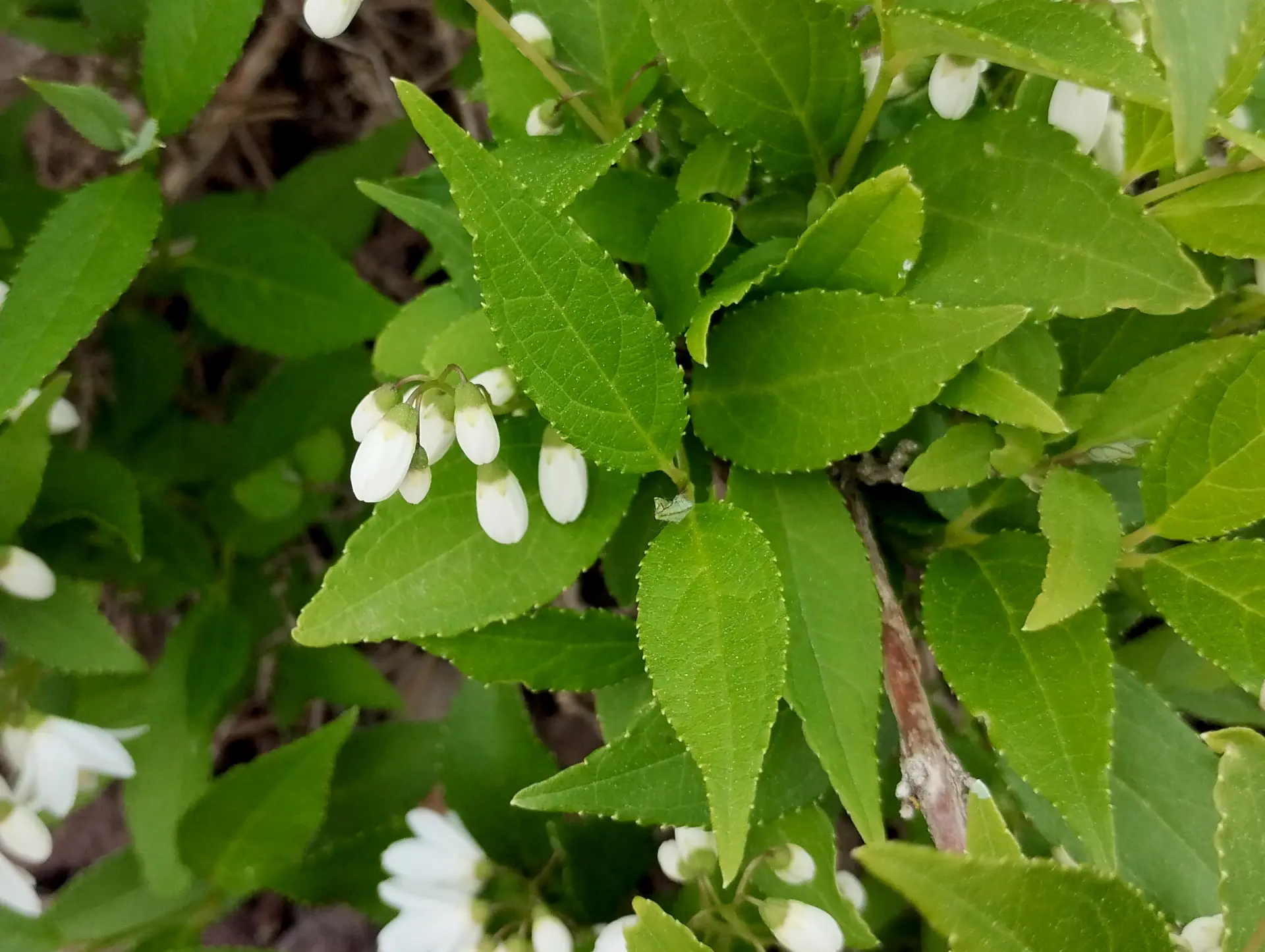 img/deutzia-gracilis-3.webp