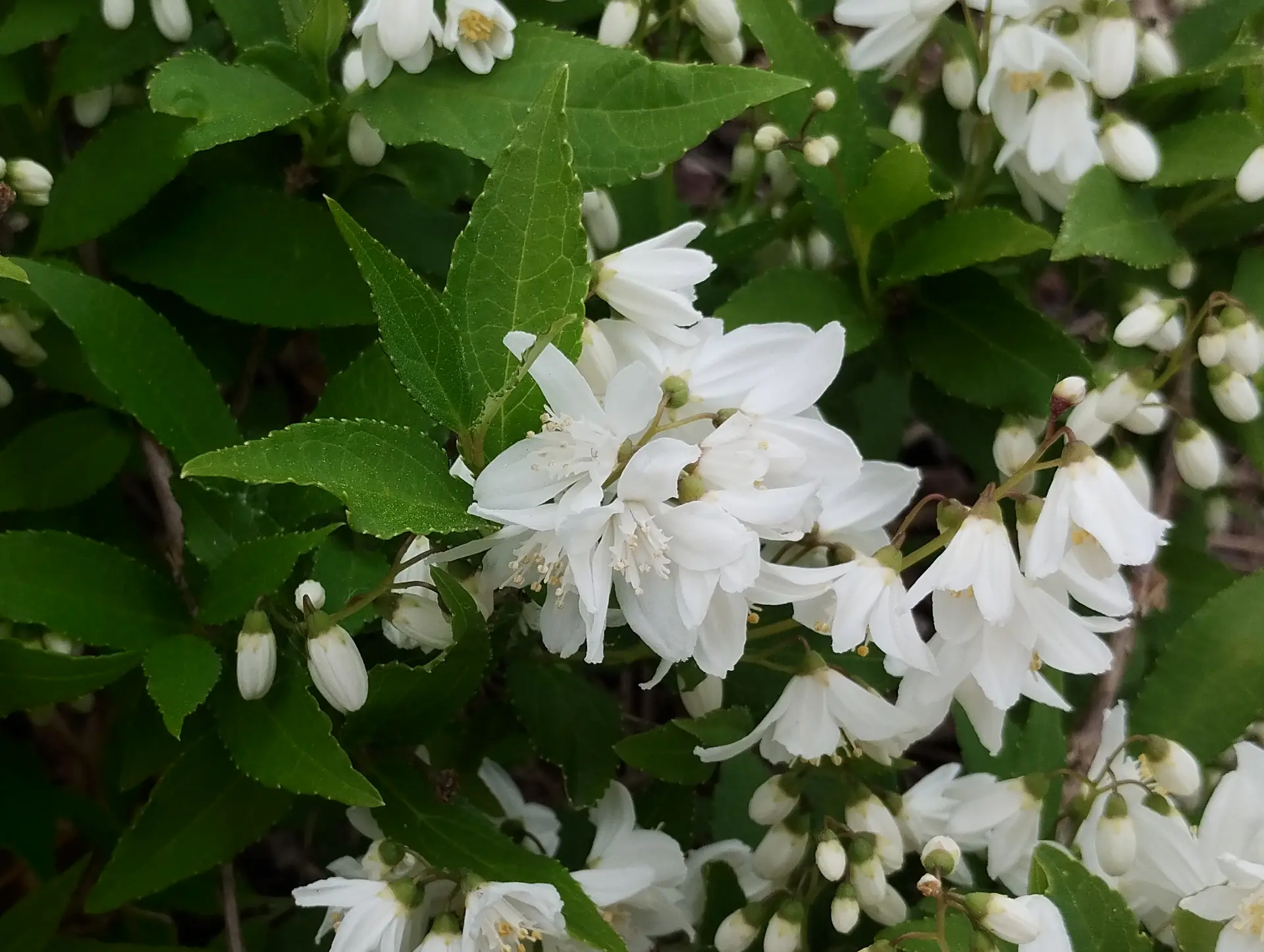 img/deutzia-gracilis.webp