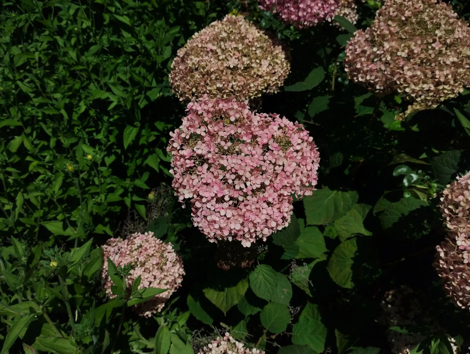 img/hydrangea-arborescens-2.webp