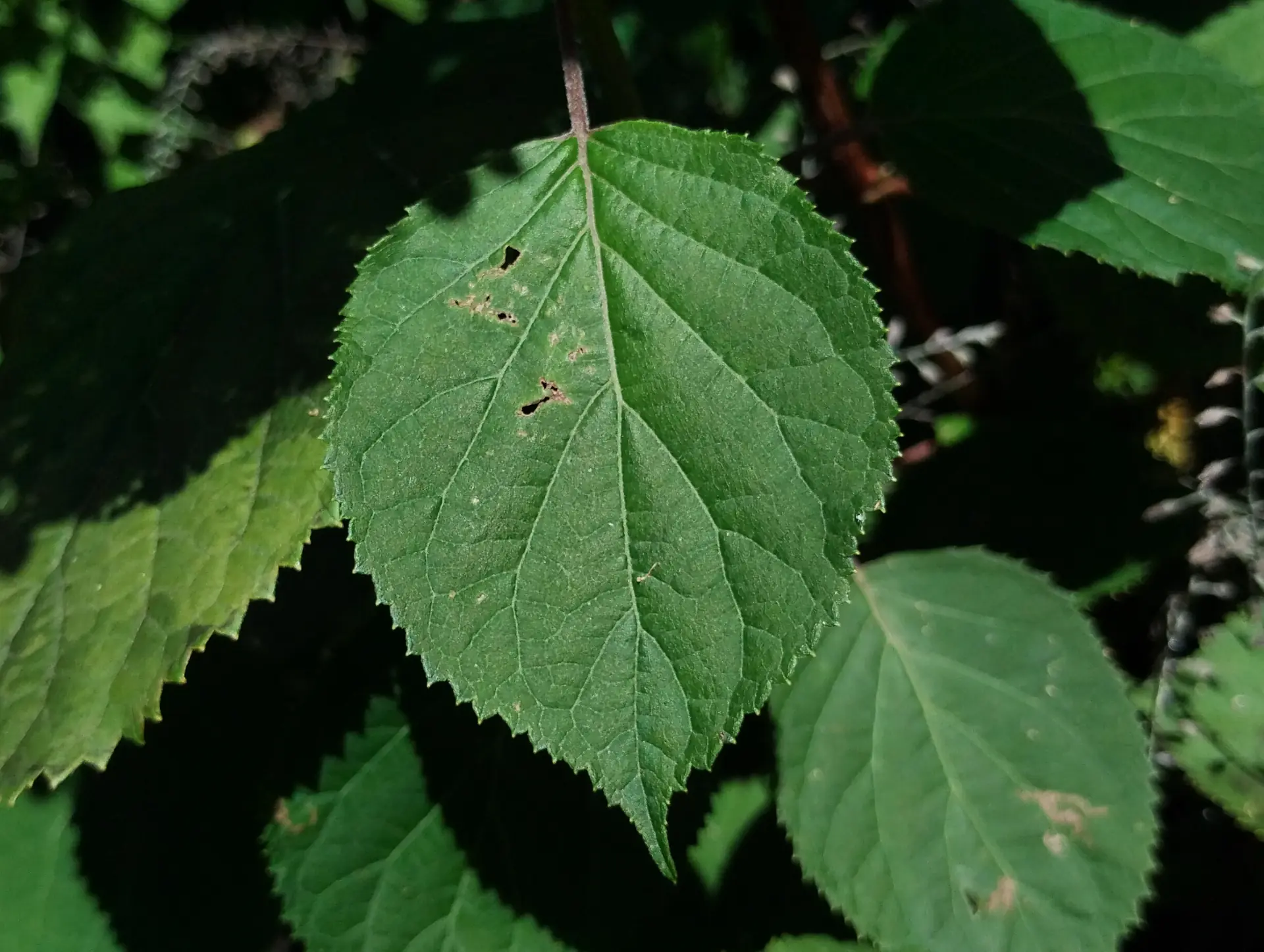 img/hydrangea-arborescens-3.webp