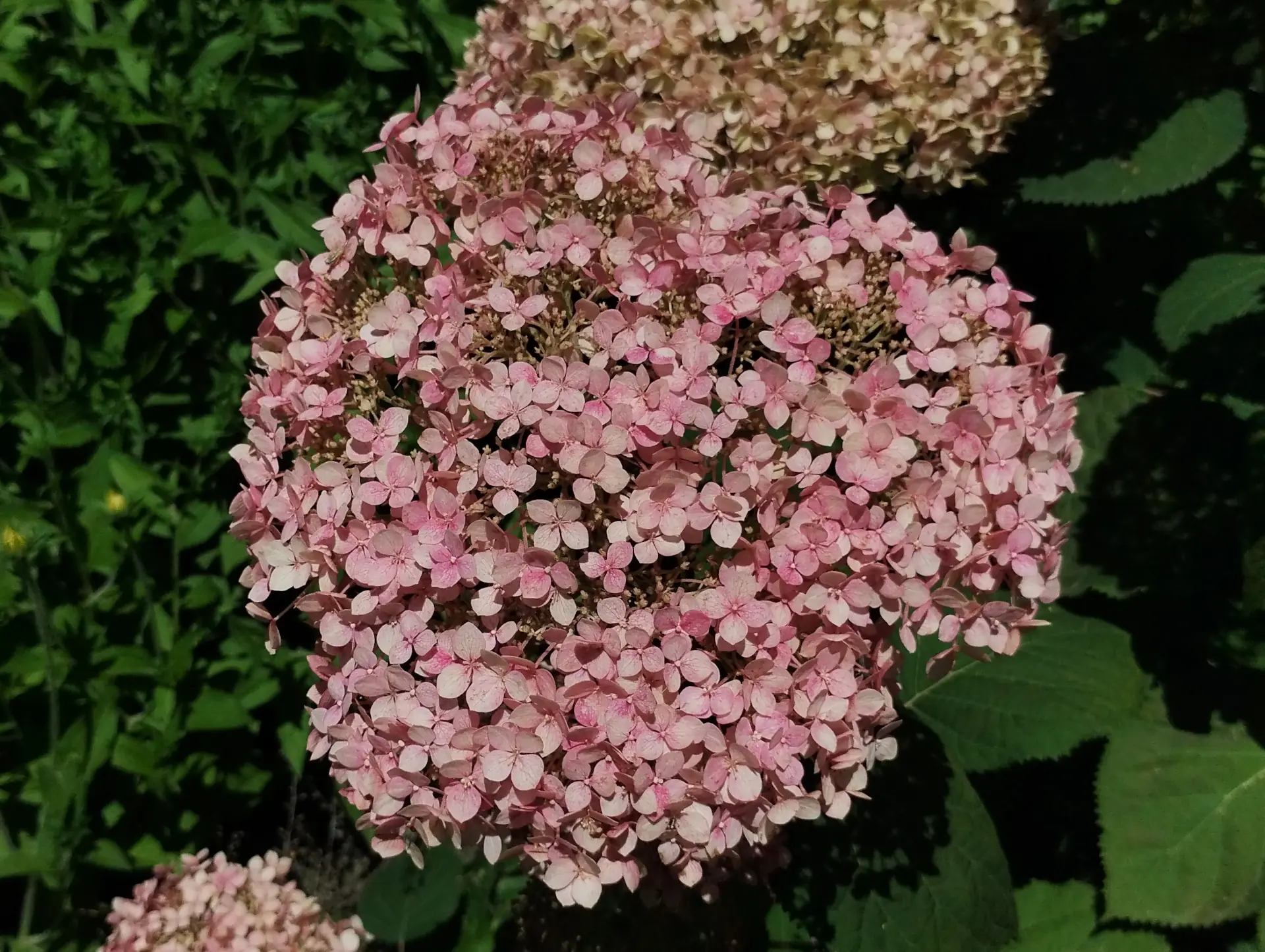 img/hydrangea-arborescens.webp