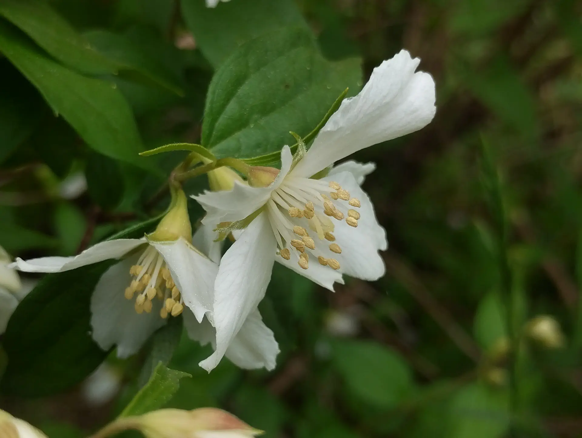 img/philadelphus-lewisii-2.webp