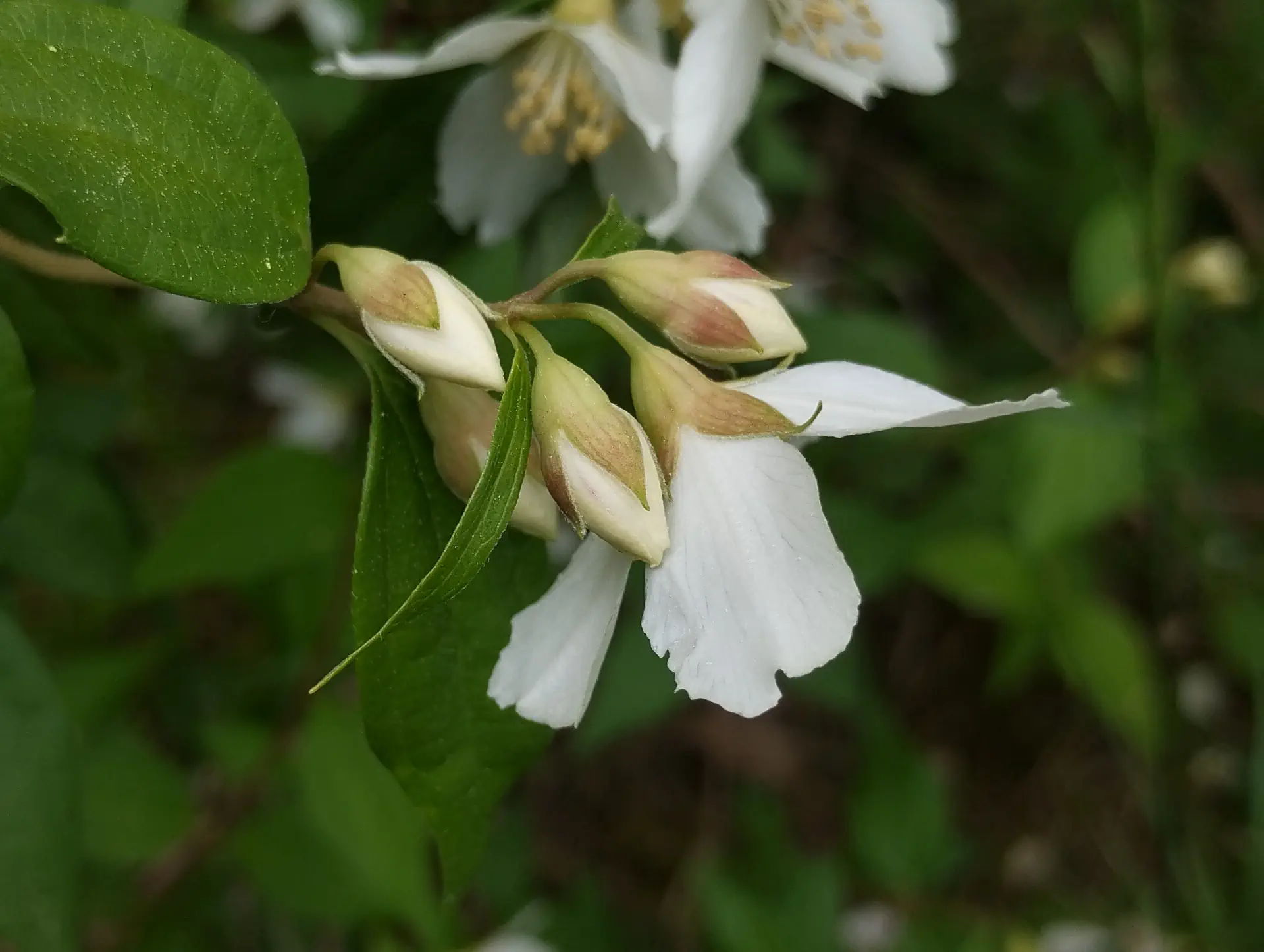 img/philadelphus-lewisii-3.webp