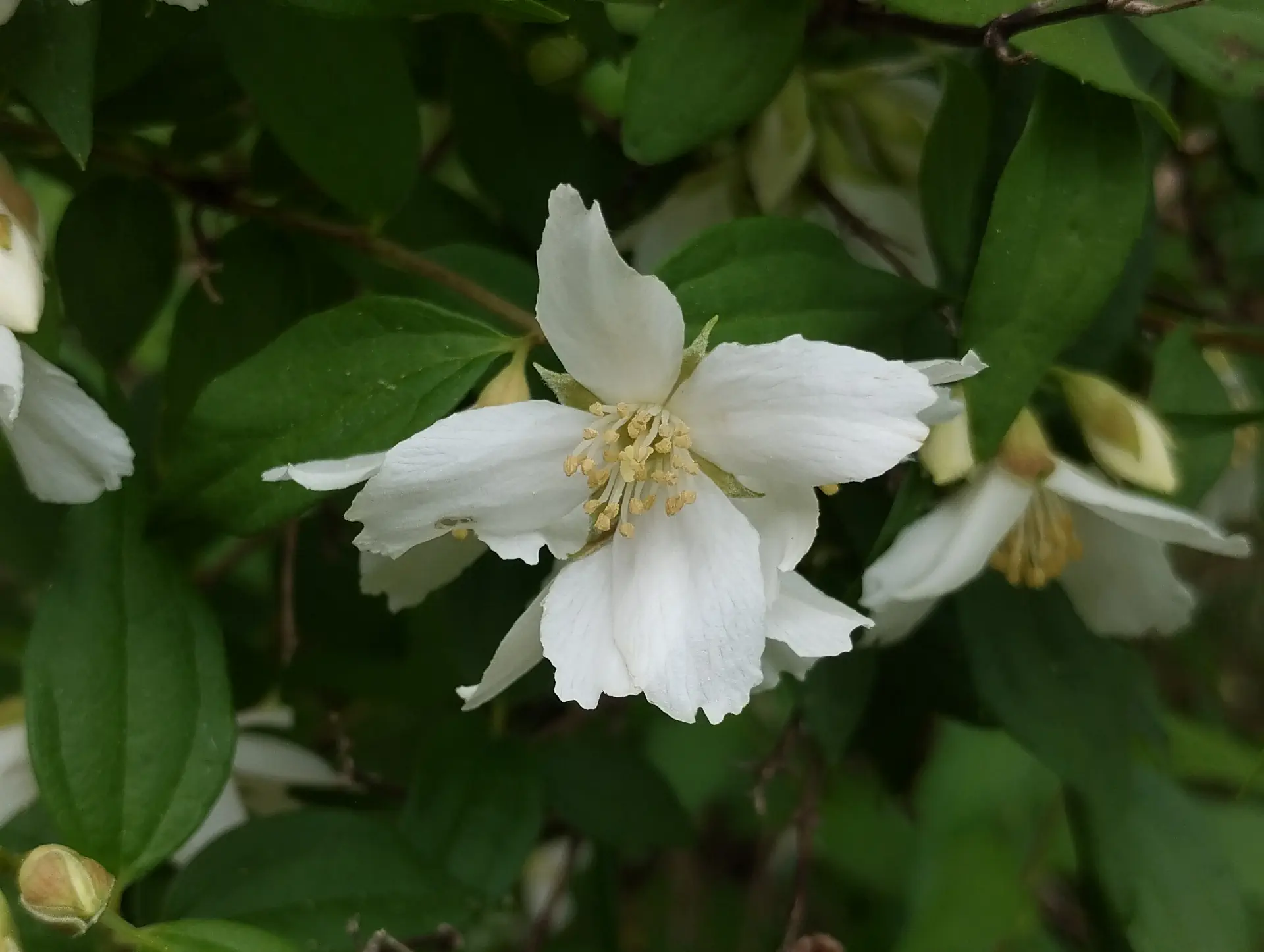 img/philadelphus-lewisii.webp