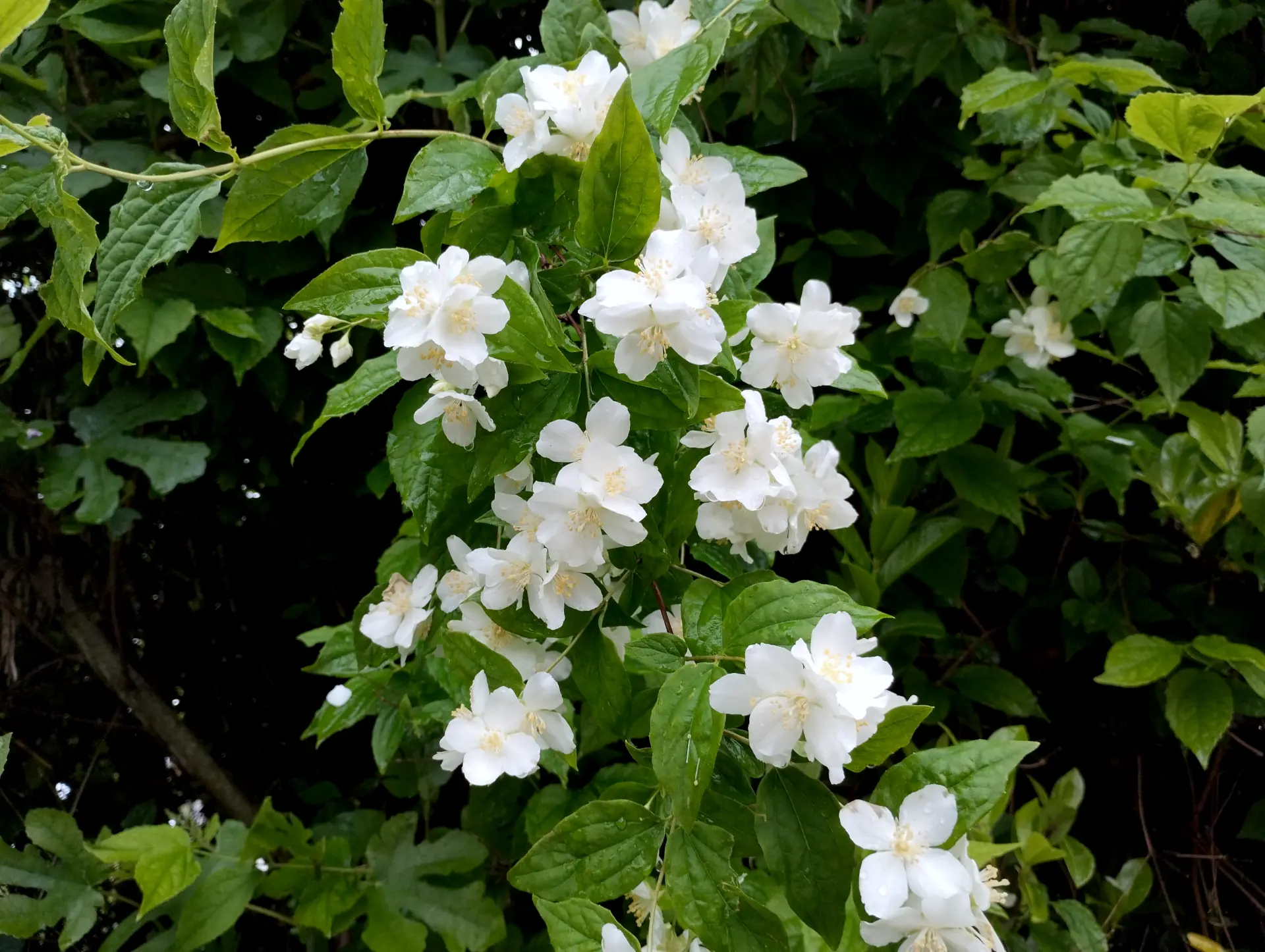 img/philadelphus-pubescens-2.webp