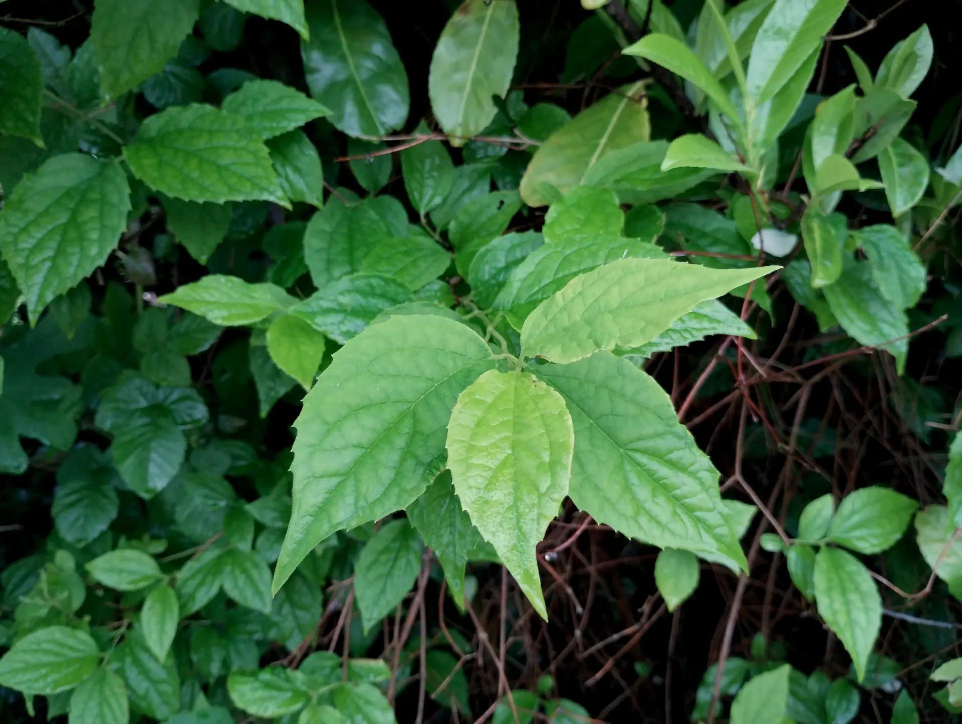 img/philadelphus-pubescens-3.webp