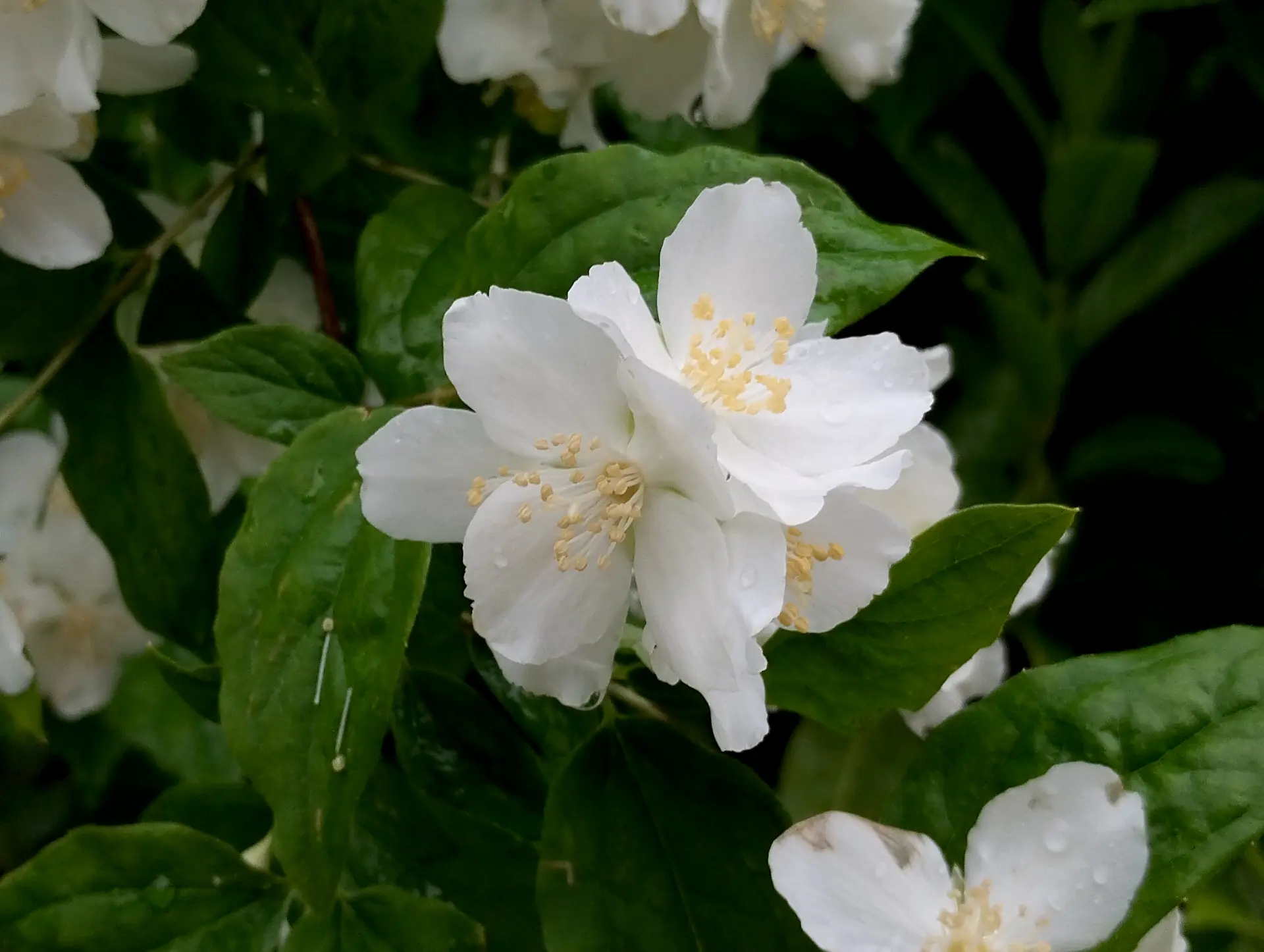 img/philadelphus-pubescens.webp