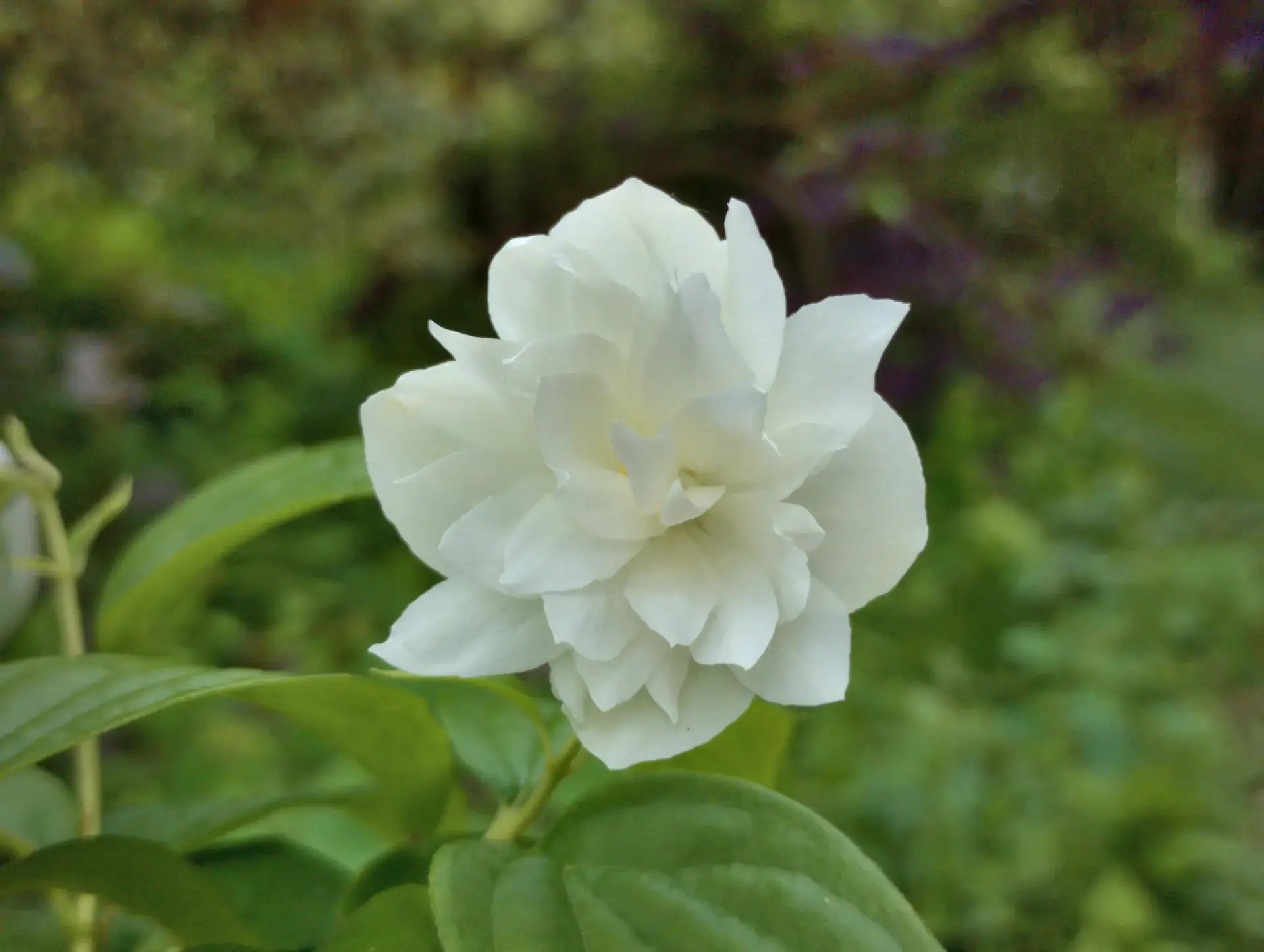 img/philadelphus-virginalis.webp