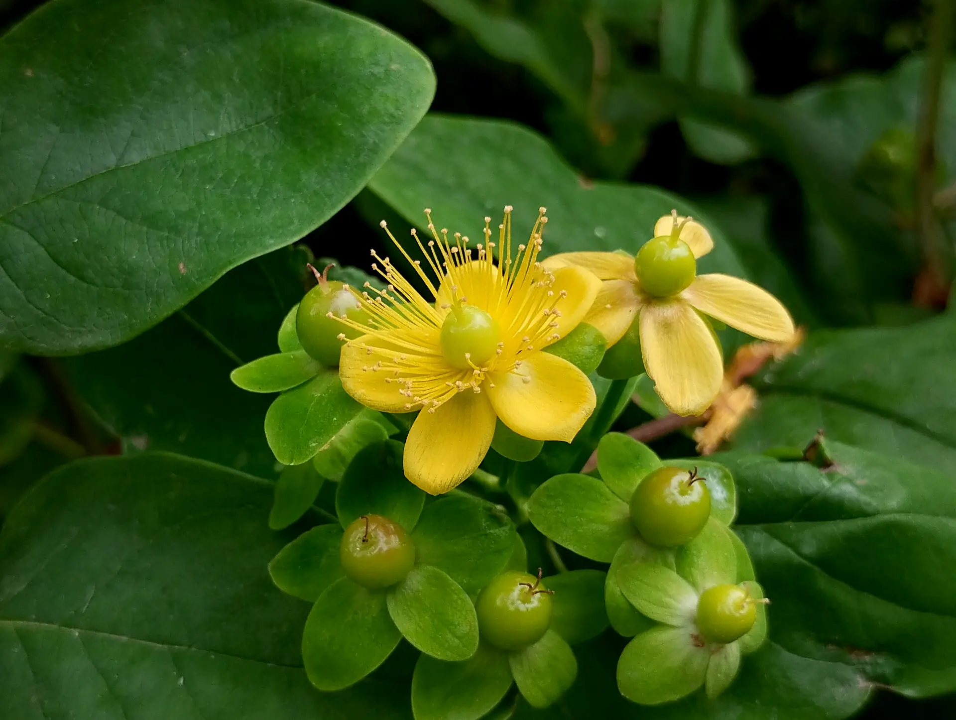 img/hypericum-androsaemum-2.webp