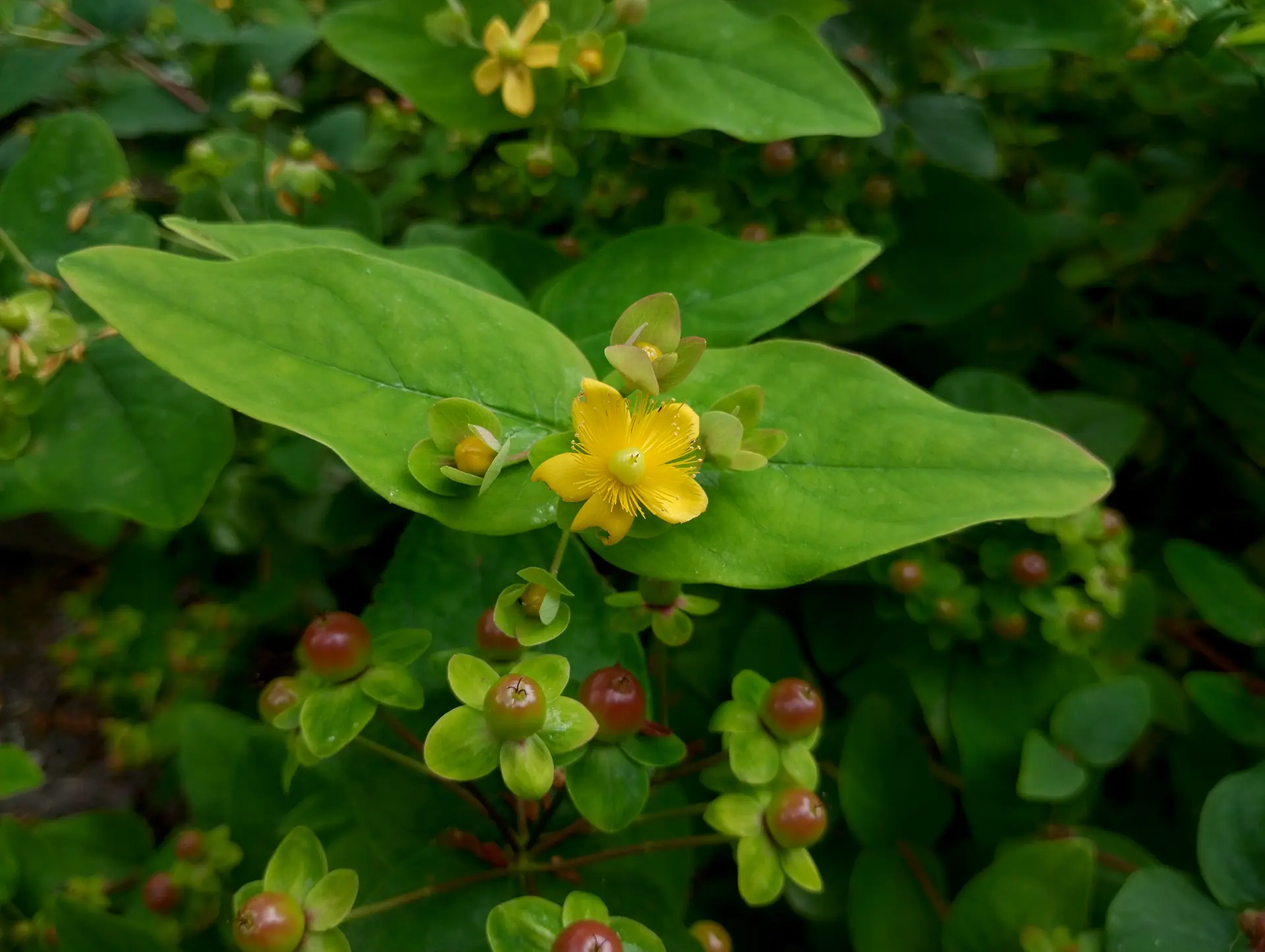 img/hypericum-androsaemum-3.webp