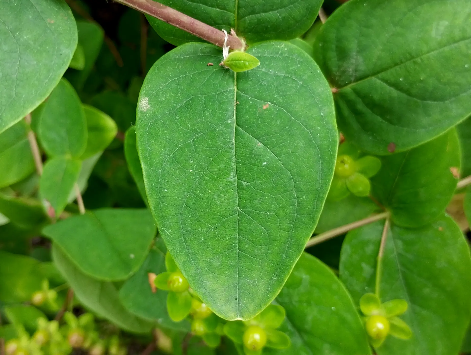 img/hypericum-androsaemum-4.webp