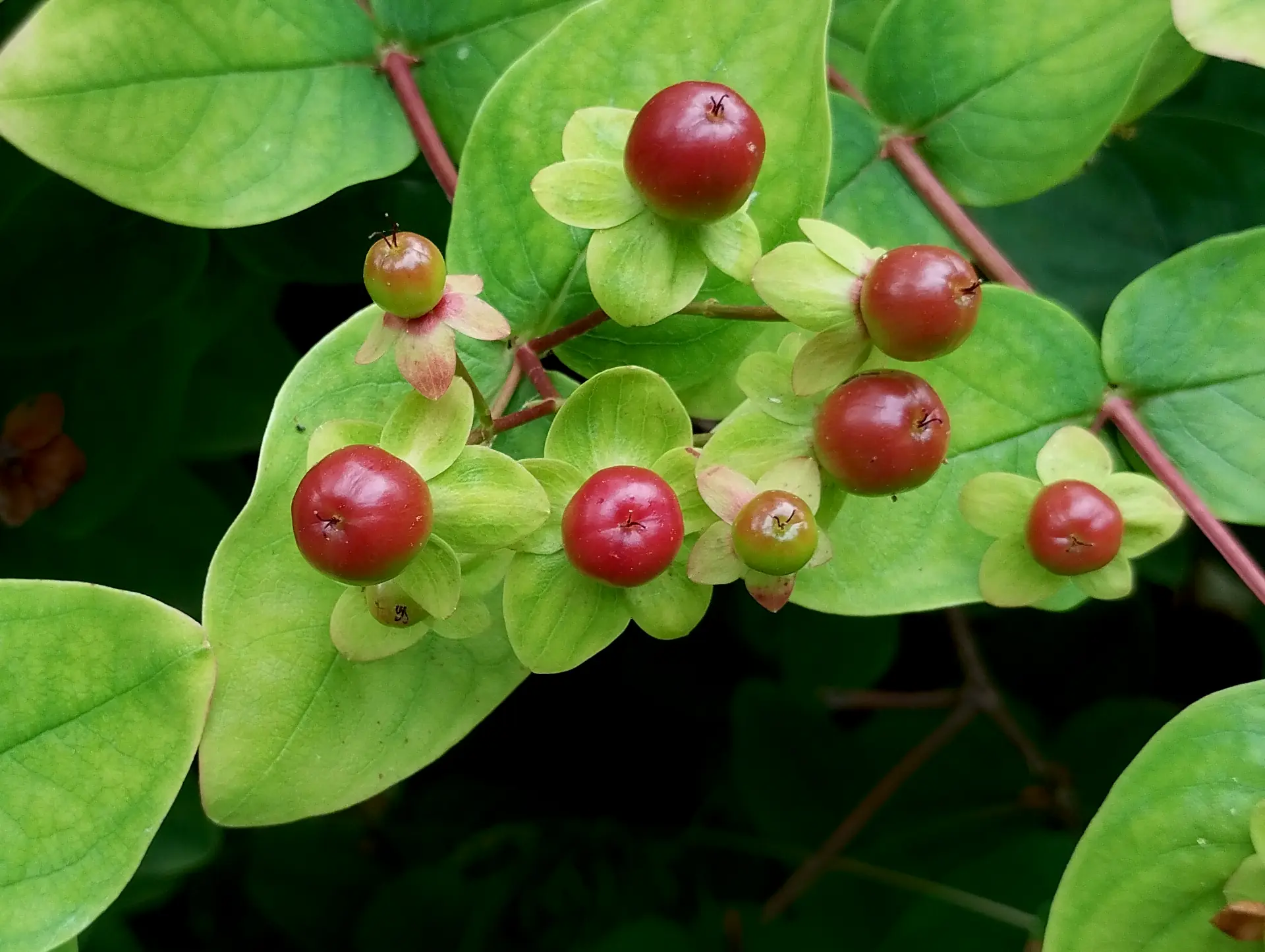 img/hypericum-androsaemum-5.webp