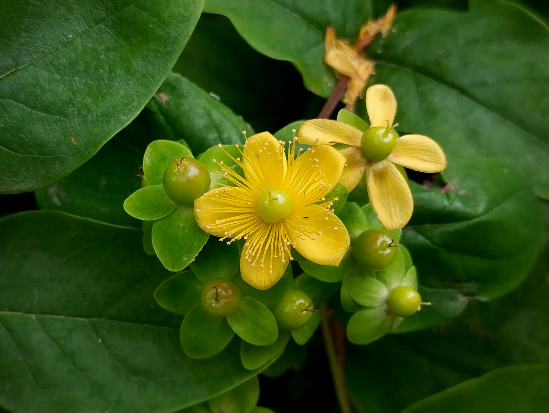 img/hypericum-androsaemum.webp