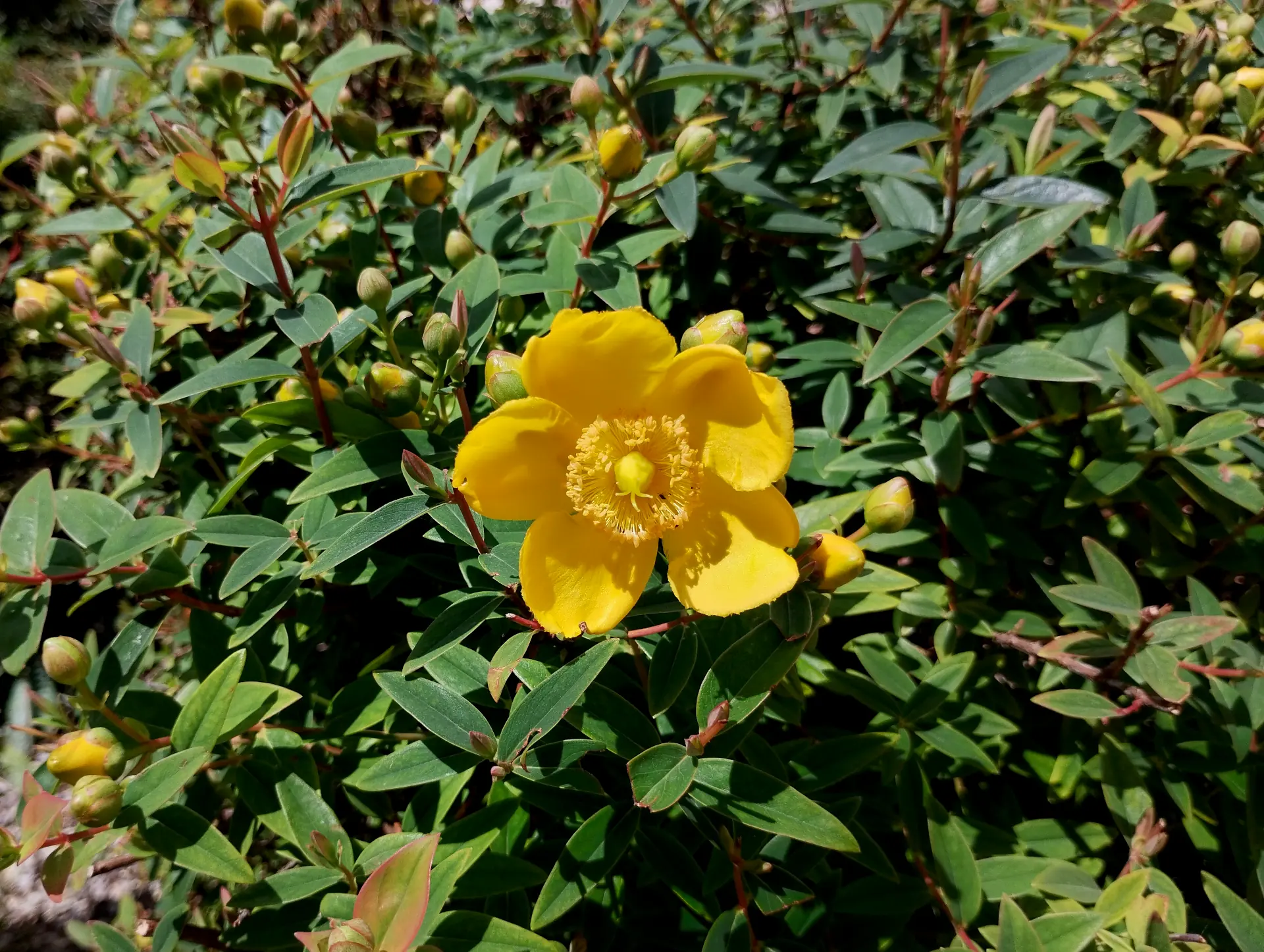 img/hypericum-hidcoteense-2.webp